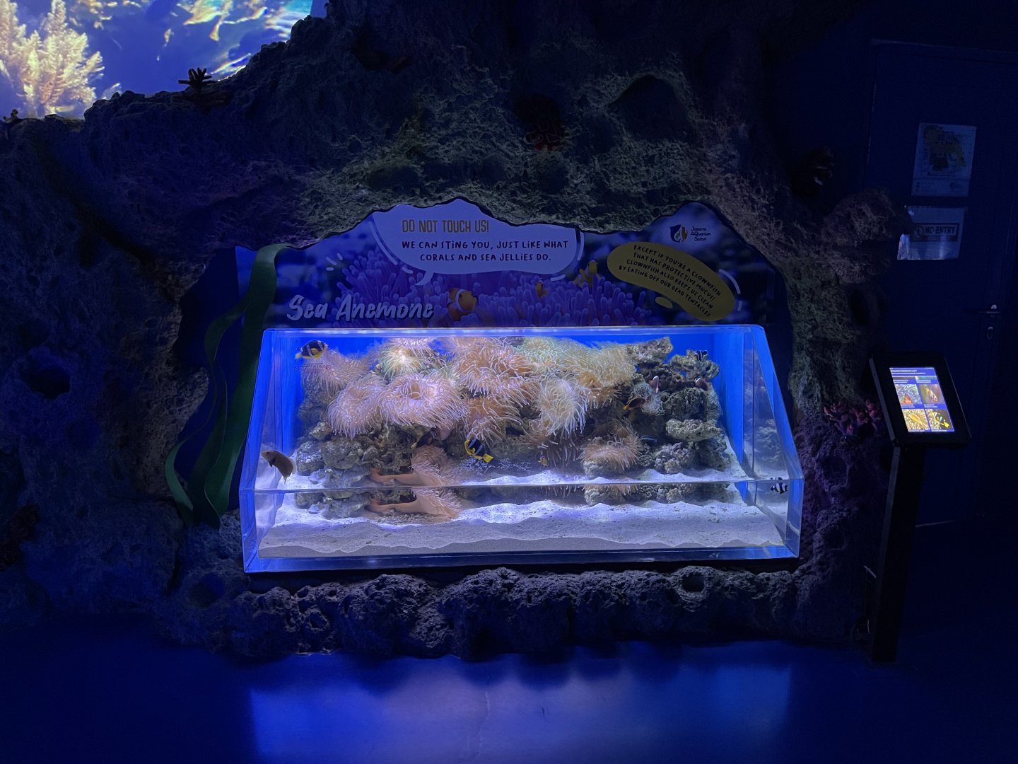 sea anemone tank