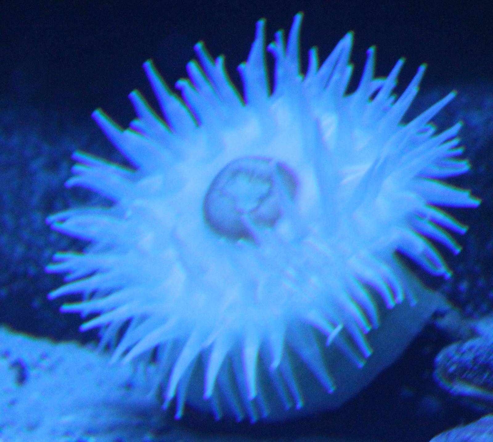 Sea-anemone