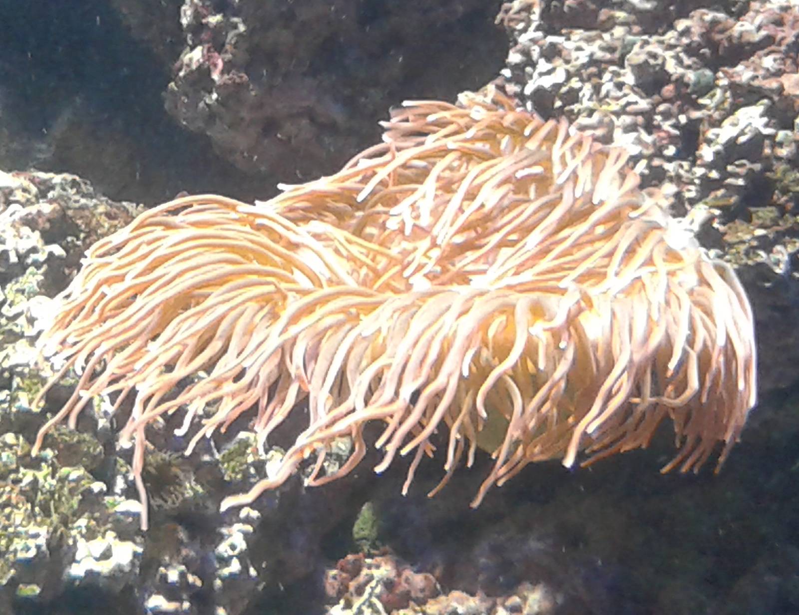 Sea anemone