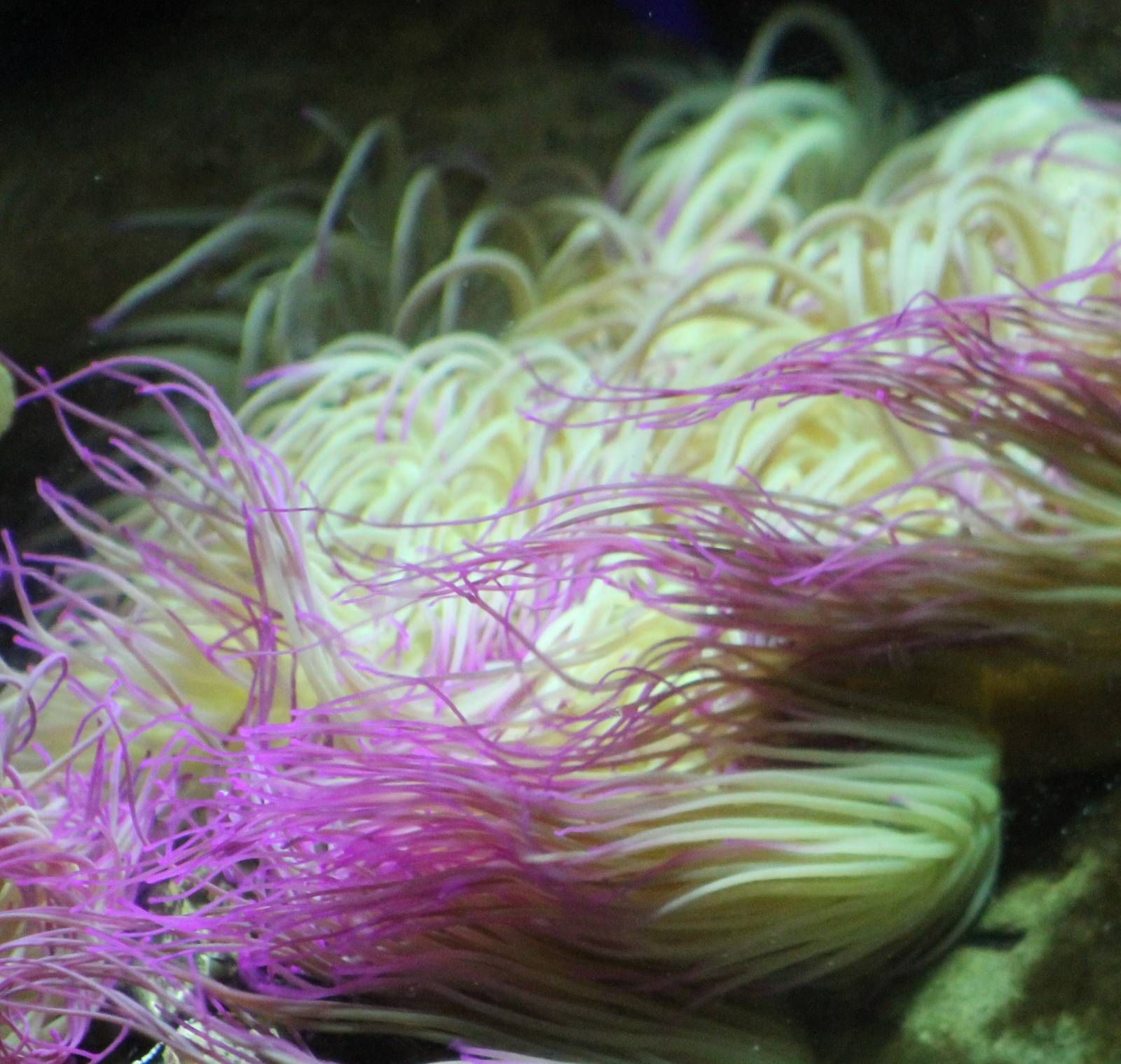 Sea anemone
