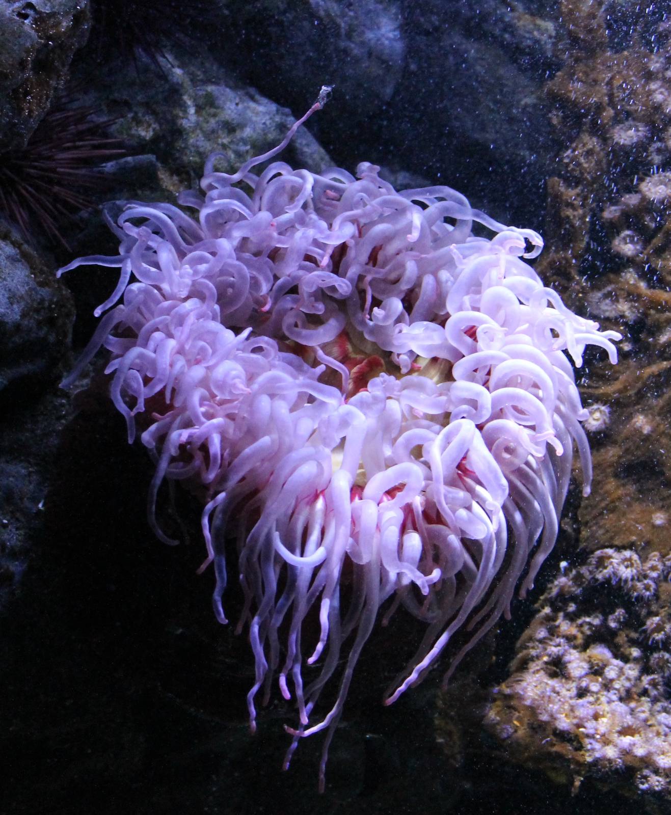 Sea anemone