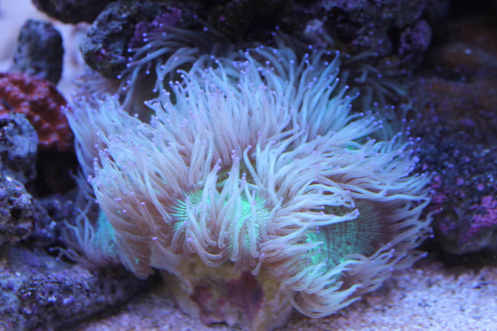 Sea anemone