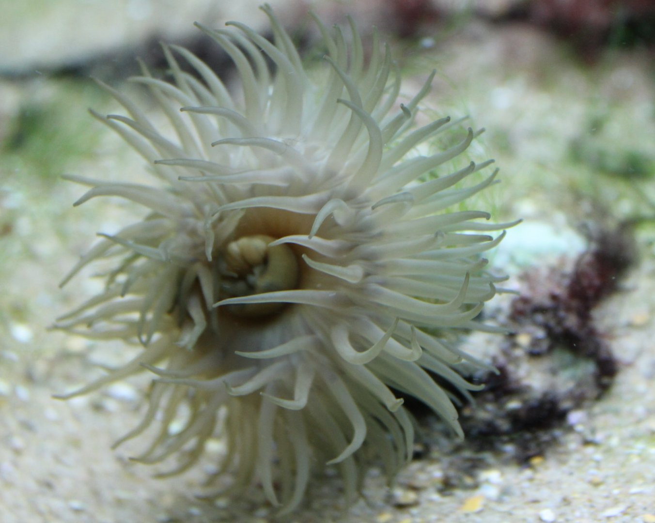 Sea-anemone