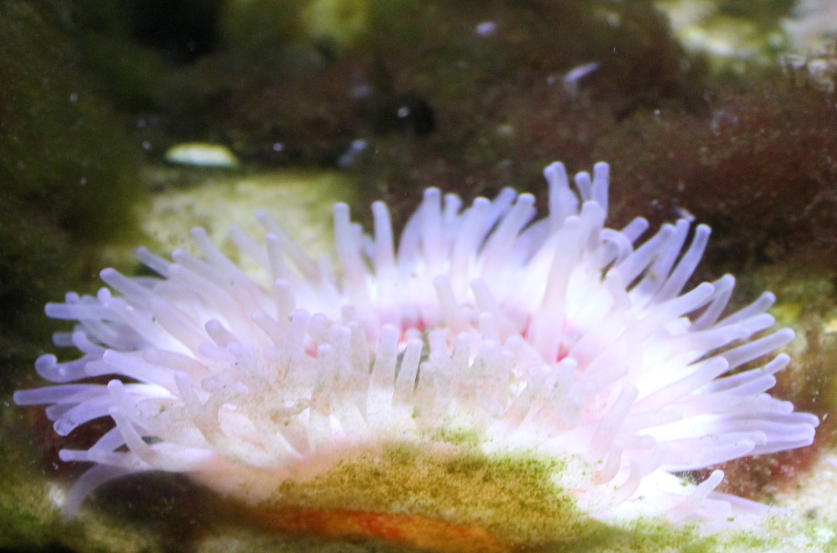 Sea-anemone