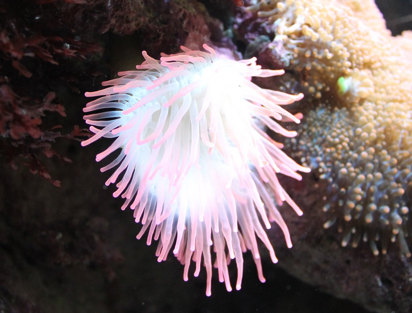 Sea-anemone