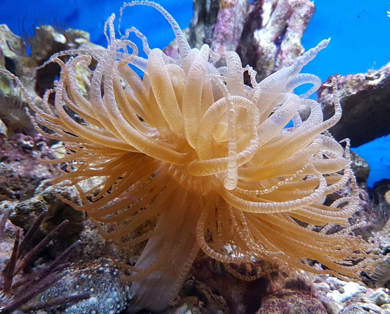 Sea-anemone