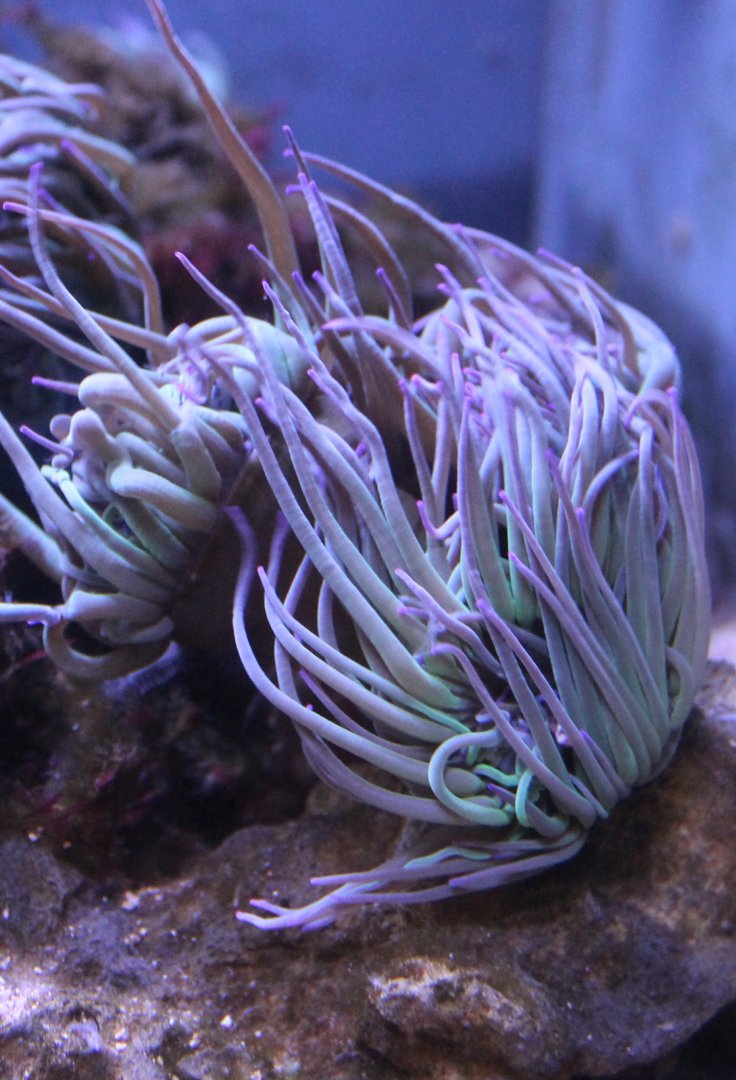 Sea-anemone