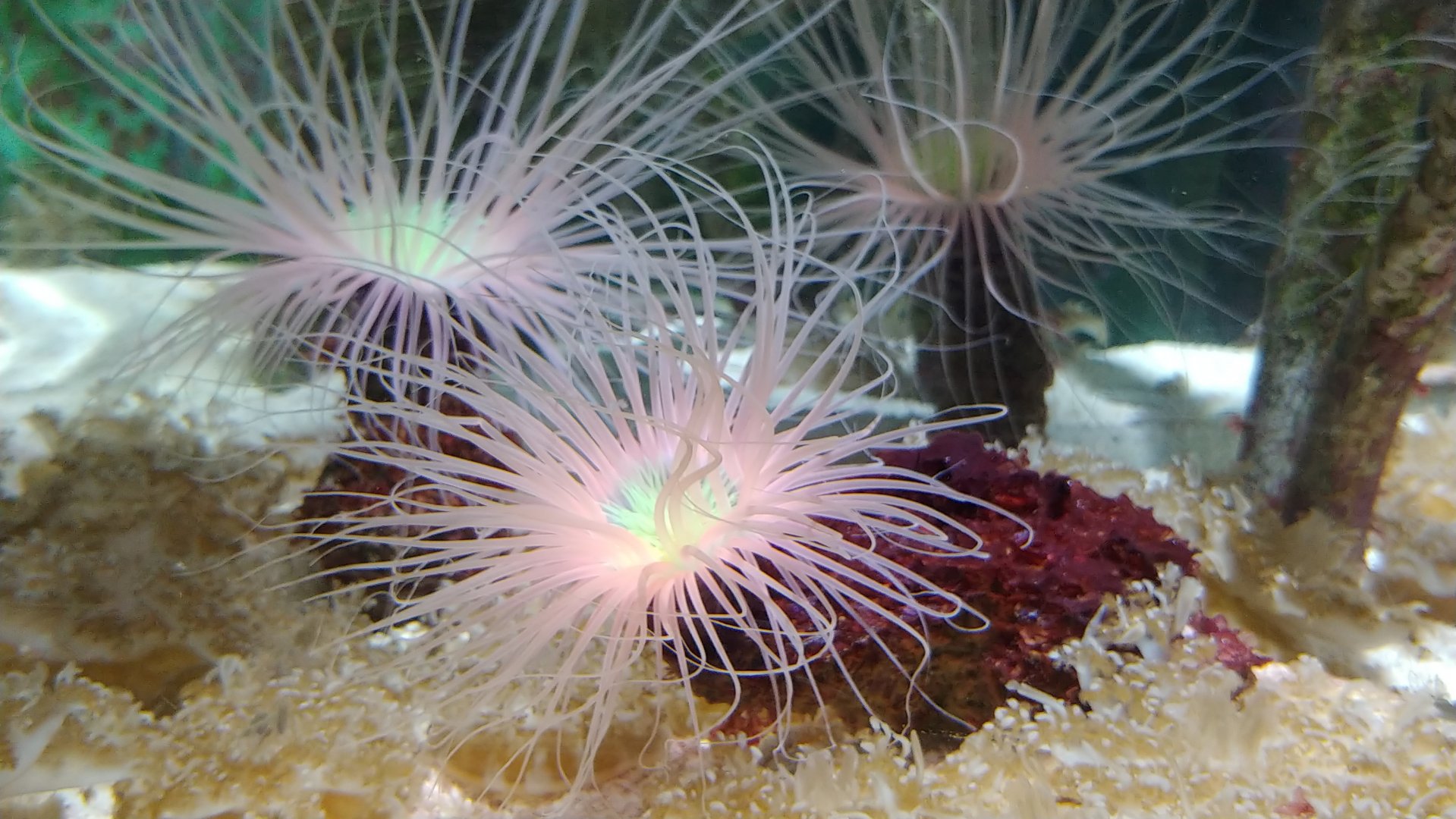 Sea anemone