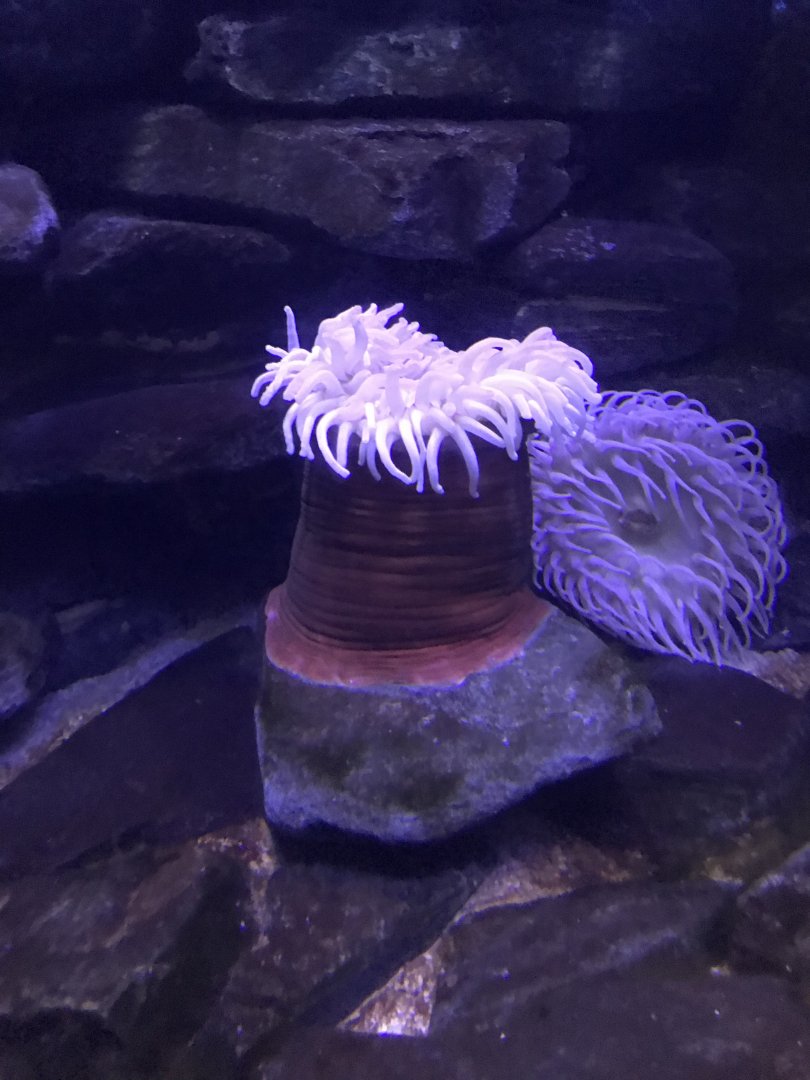 Sea anemone