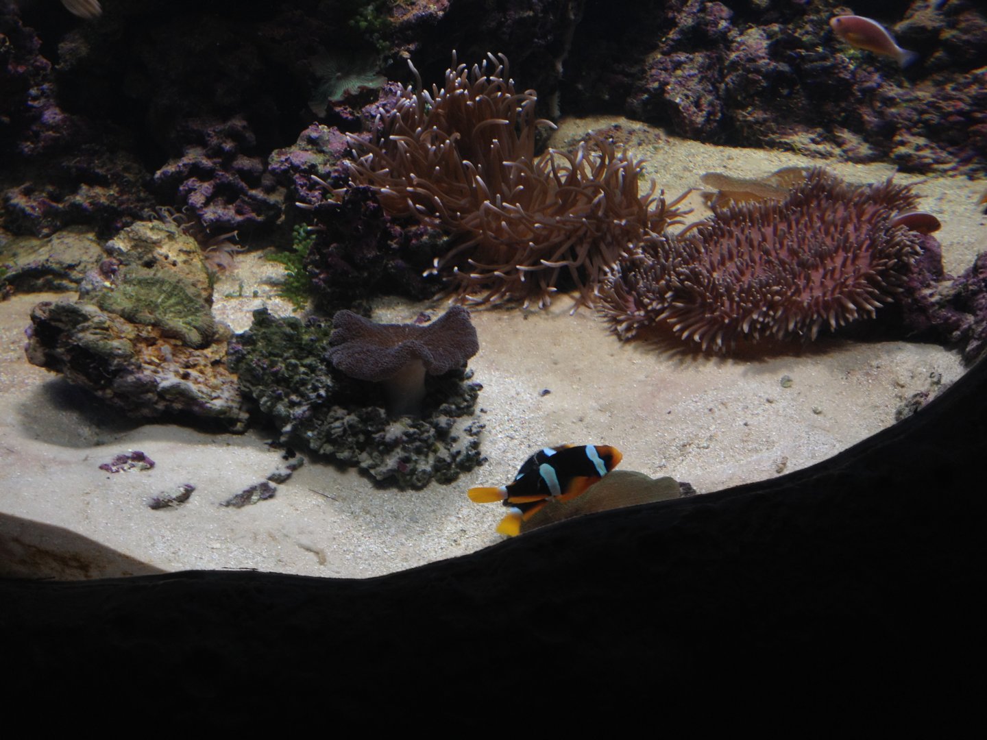 Sea anemones and Clark's anemonefish