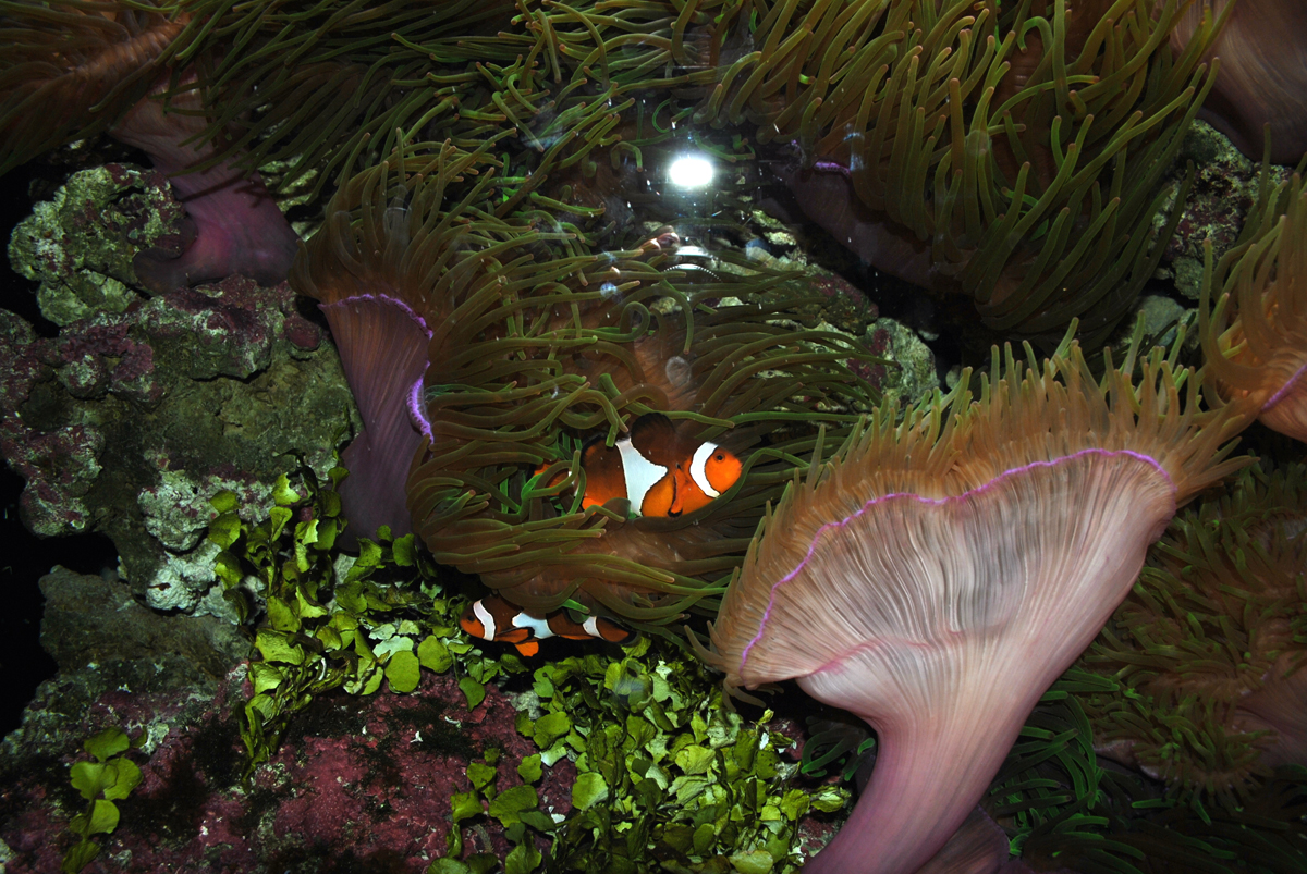 Sea anemones and clown fish
