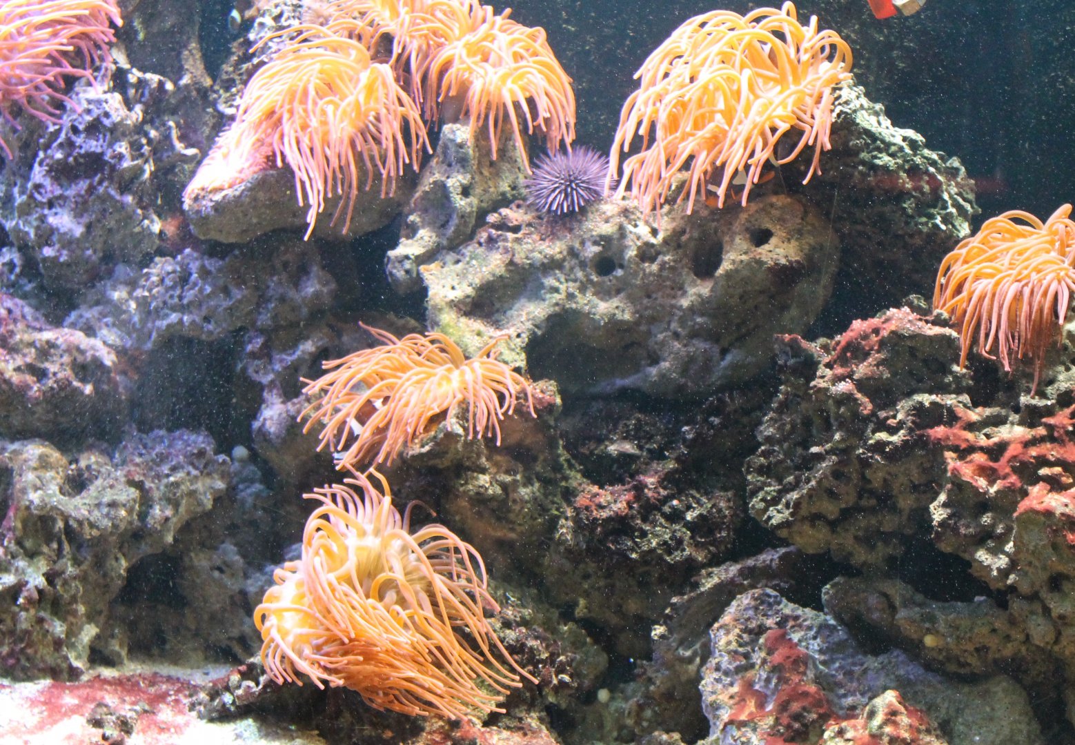 Sea-anemones and Sea urchin