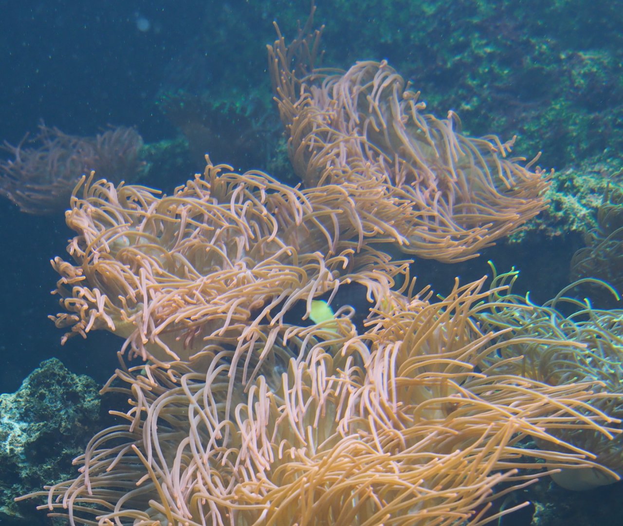 Sea anemones (Order Actiniaria),  2021-06-12