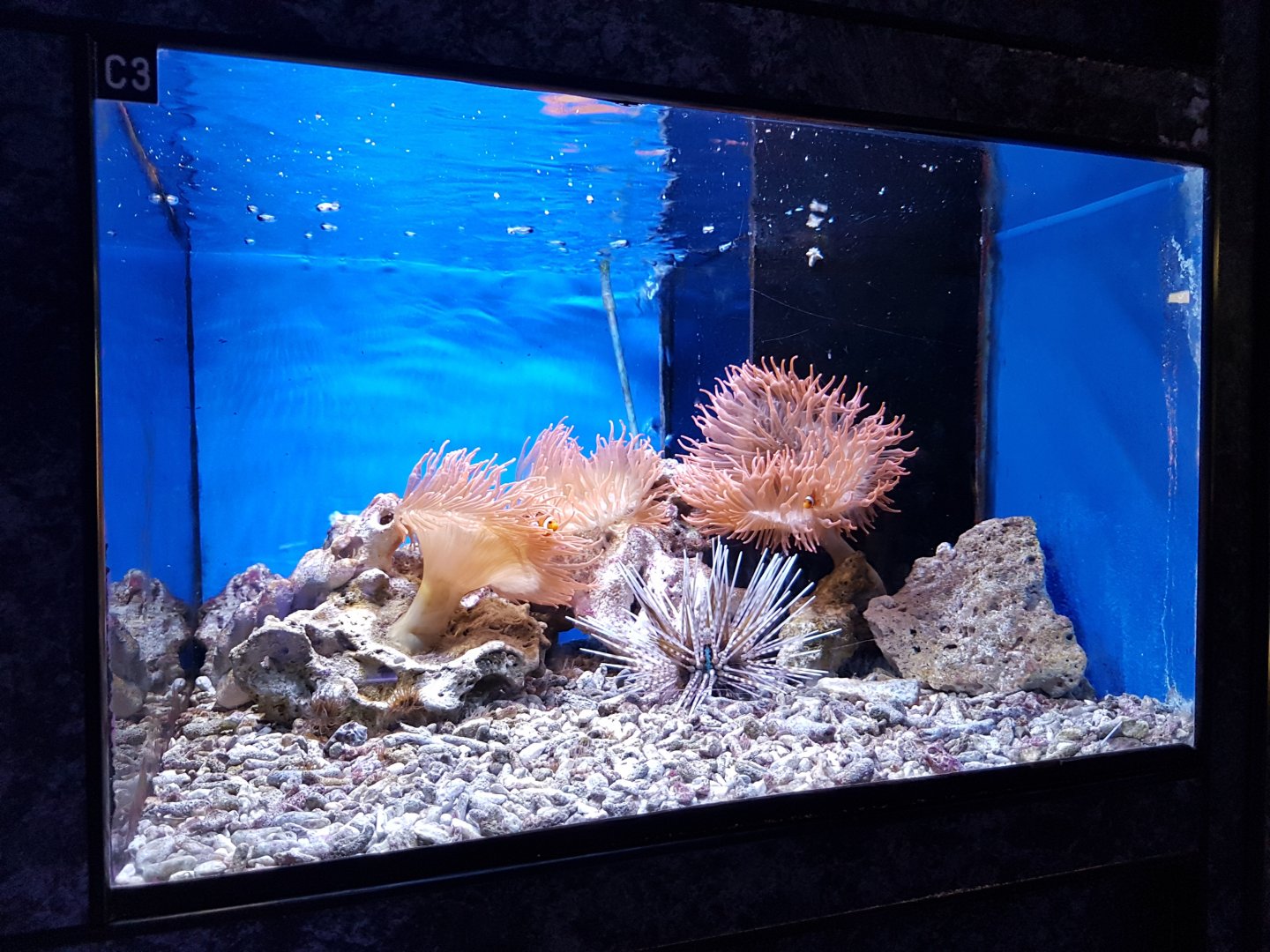 Sea-anemones, Sea-urchin and Anemonefish