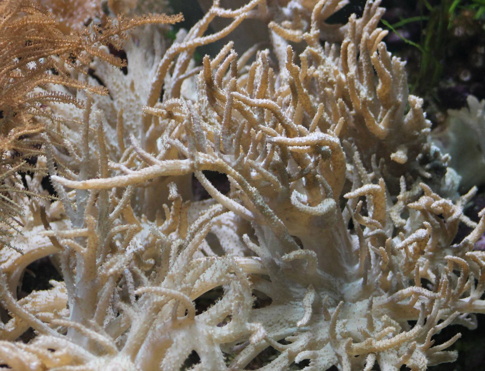 Sea-anemones - soft coral