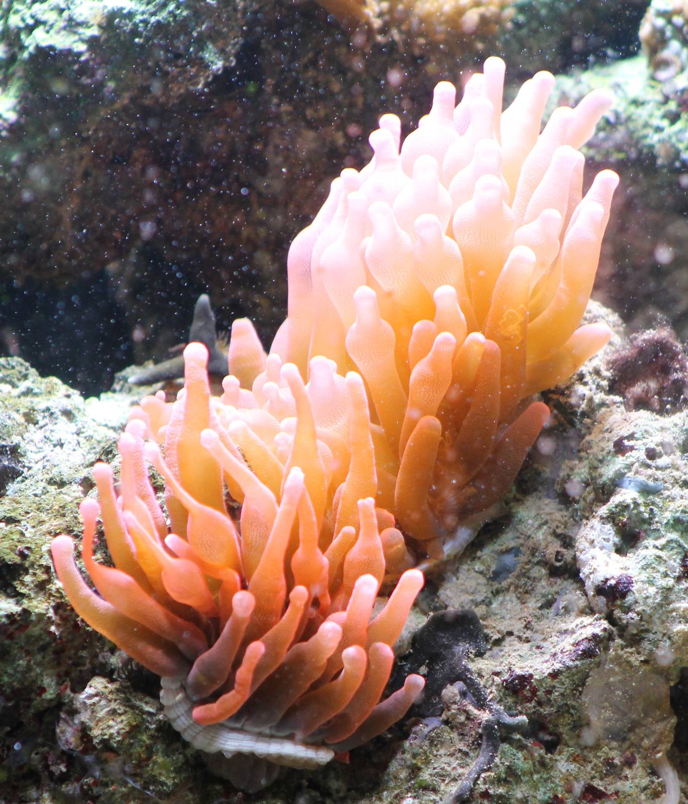 Sea anemones