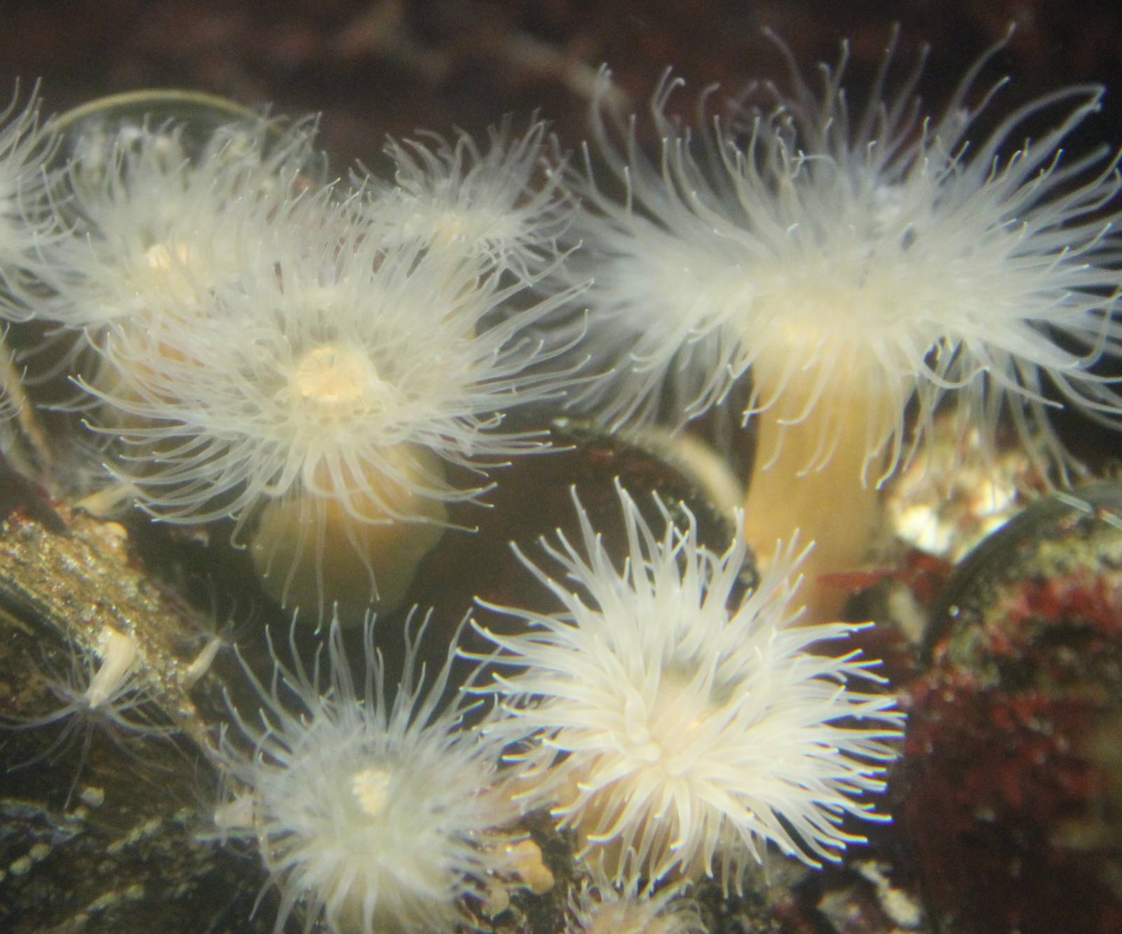 Sea anemones