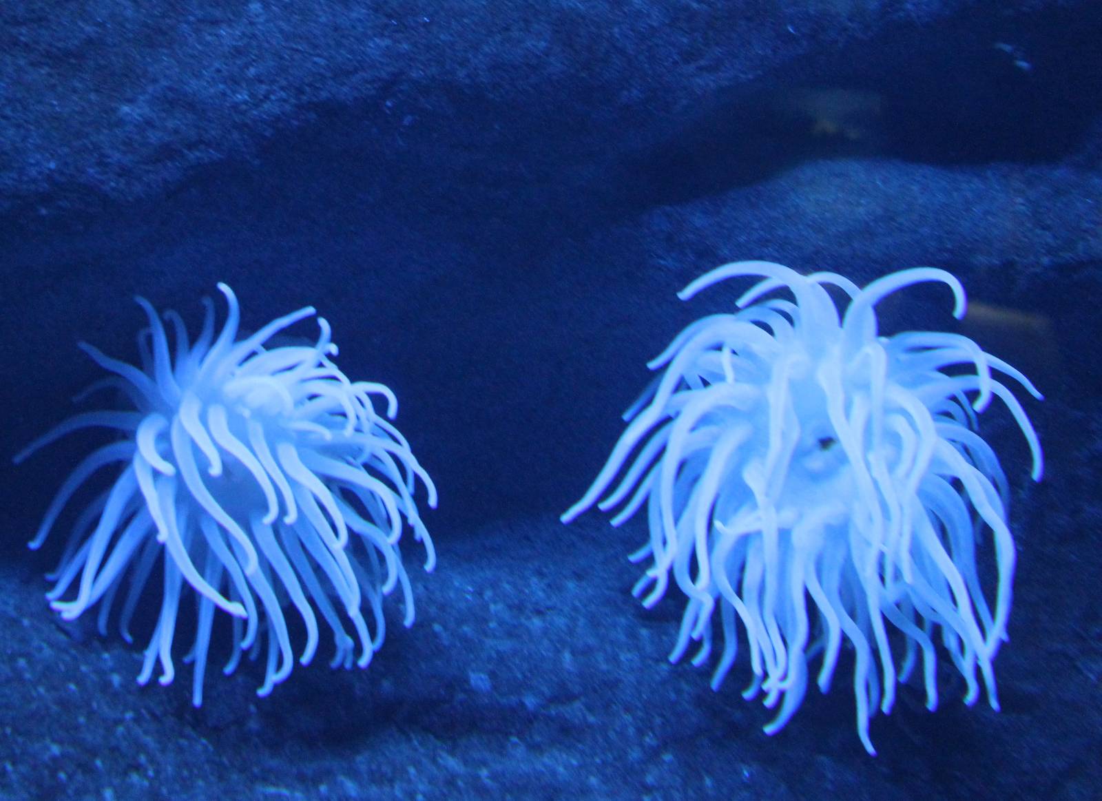 Sea anemones
