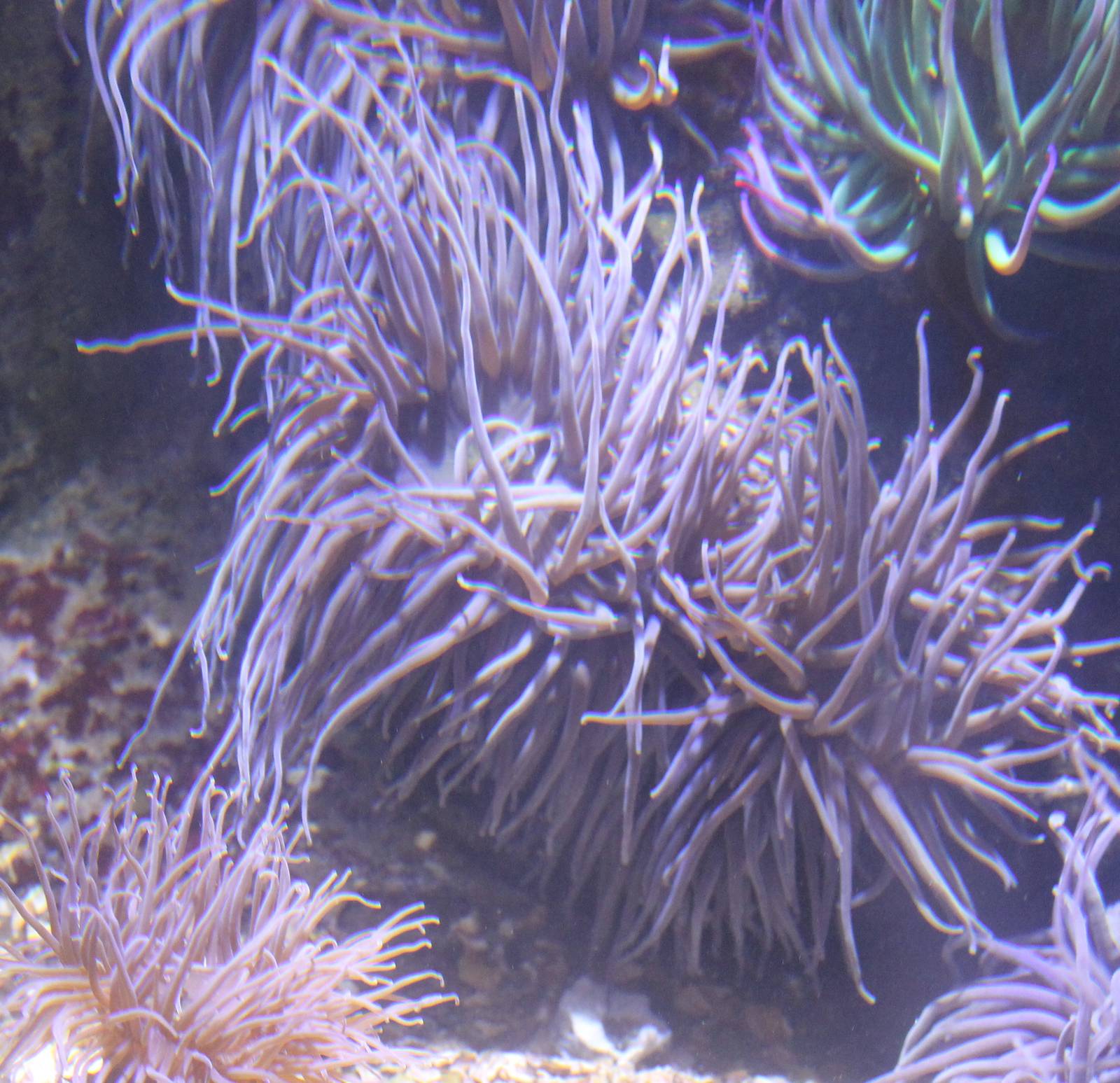 Sea anemones