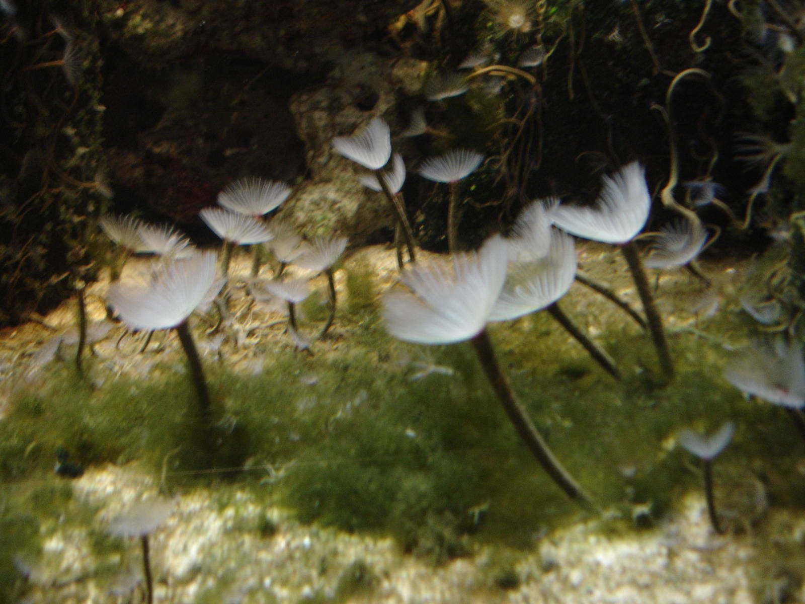 Sea Anemones?