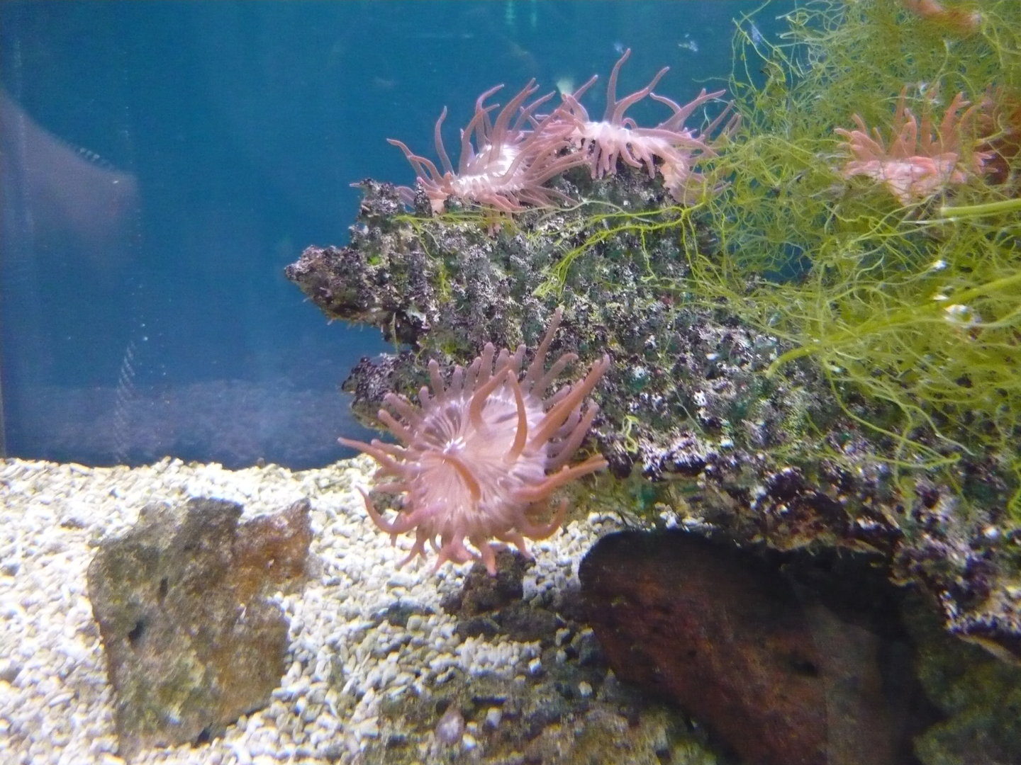 Sea anemones