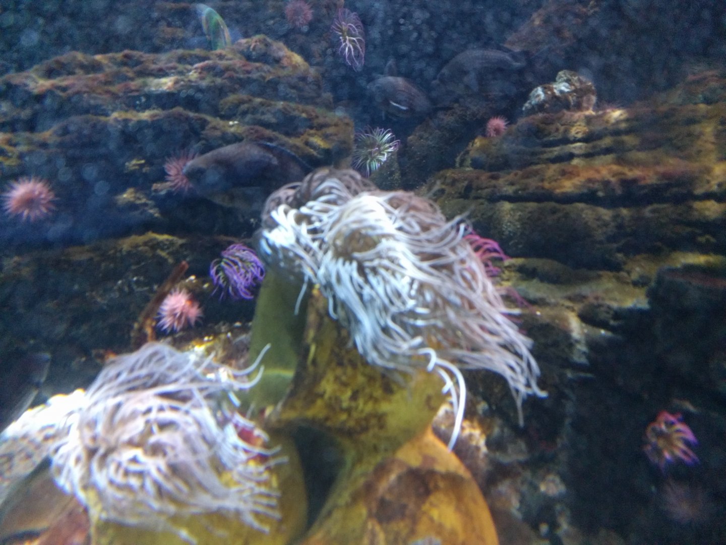 Sea anenome Tank