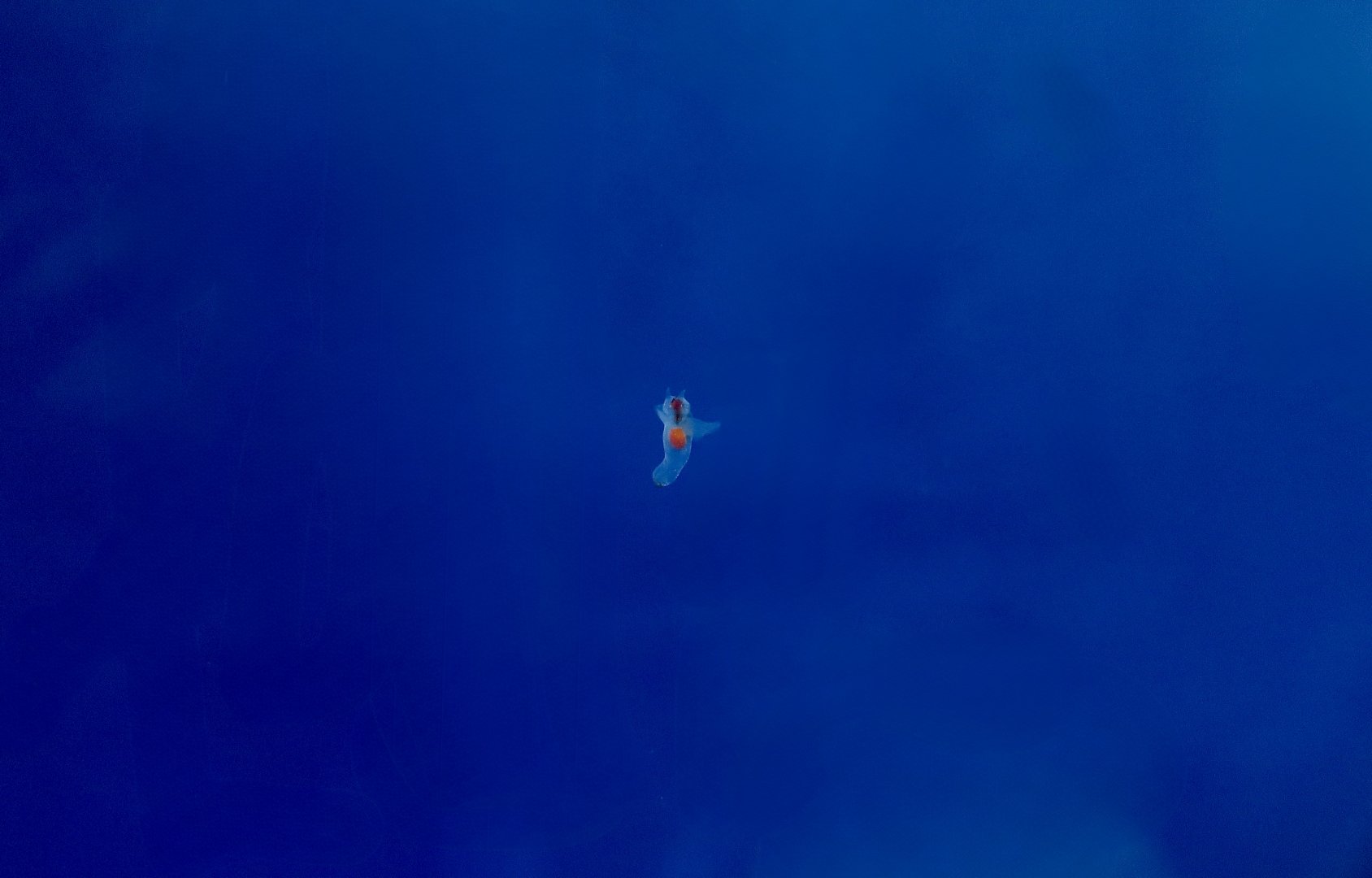 Sea Angel (Clione elegantissima) - Xpark