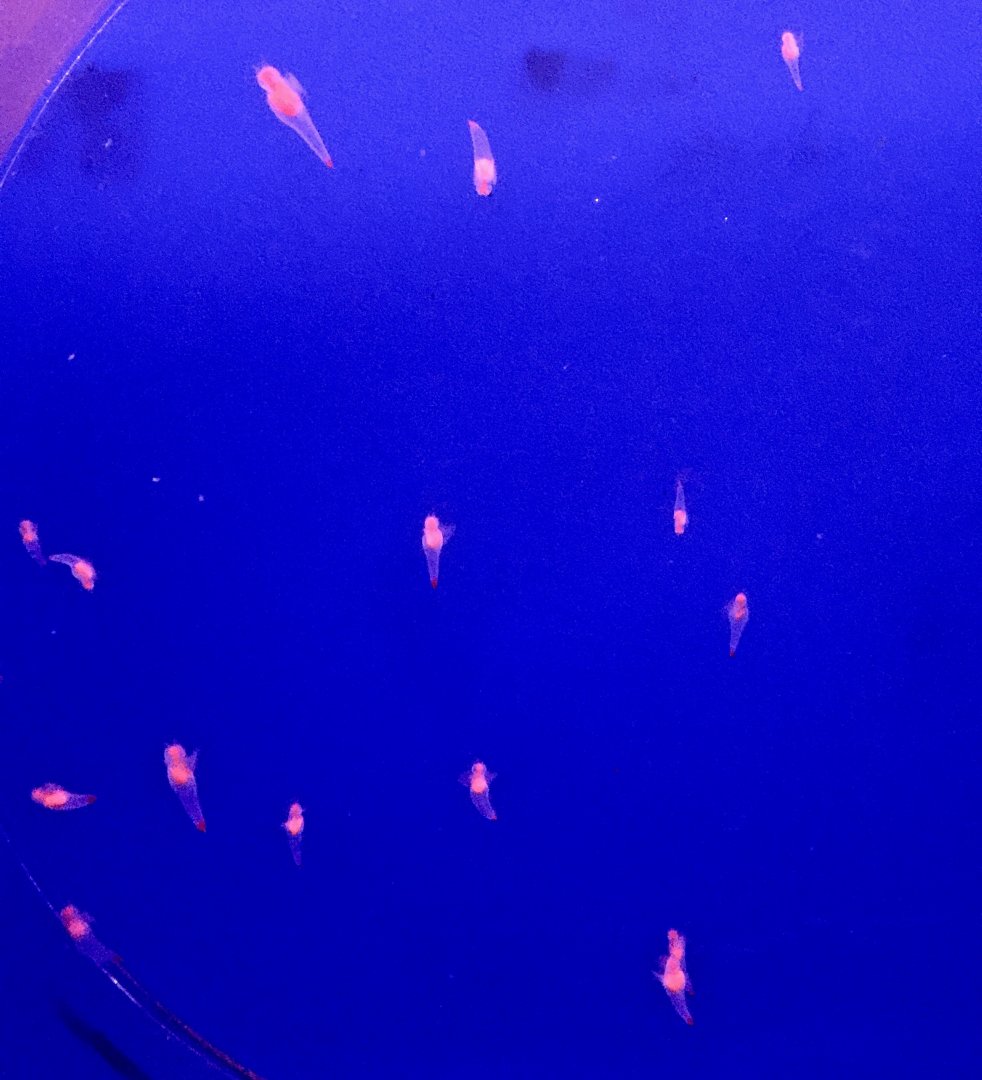 Sea Angel (Clione limacina) - Noboribetsu Marine Park Nixe