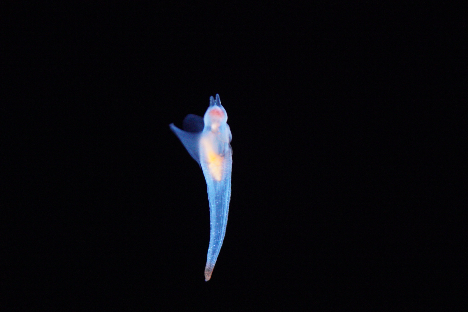 Sea Angel (Clione spp.)