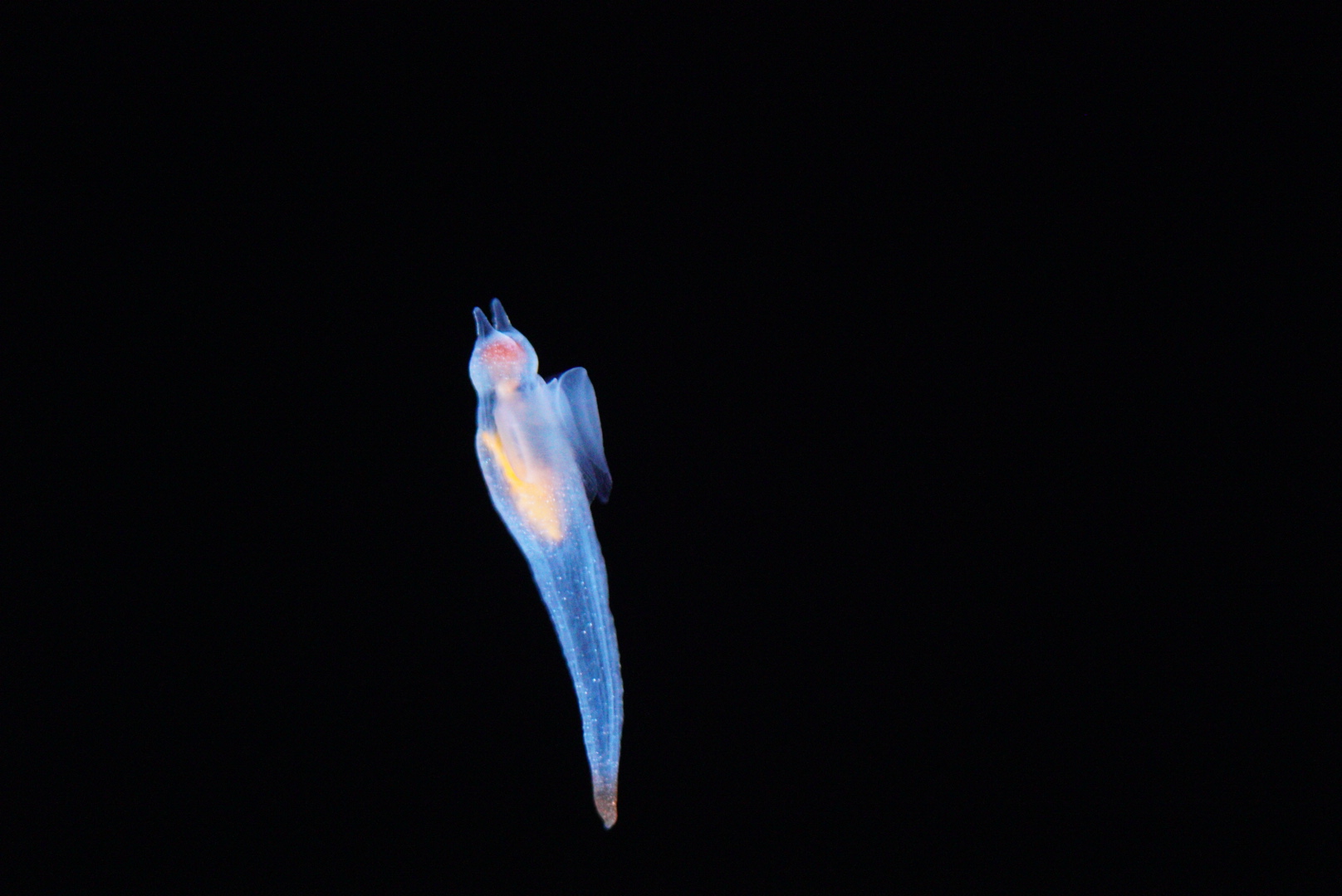 Sea Angel (Clione spp.)