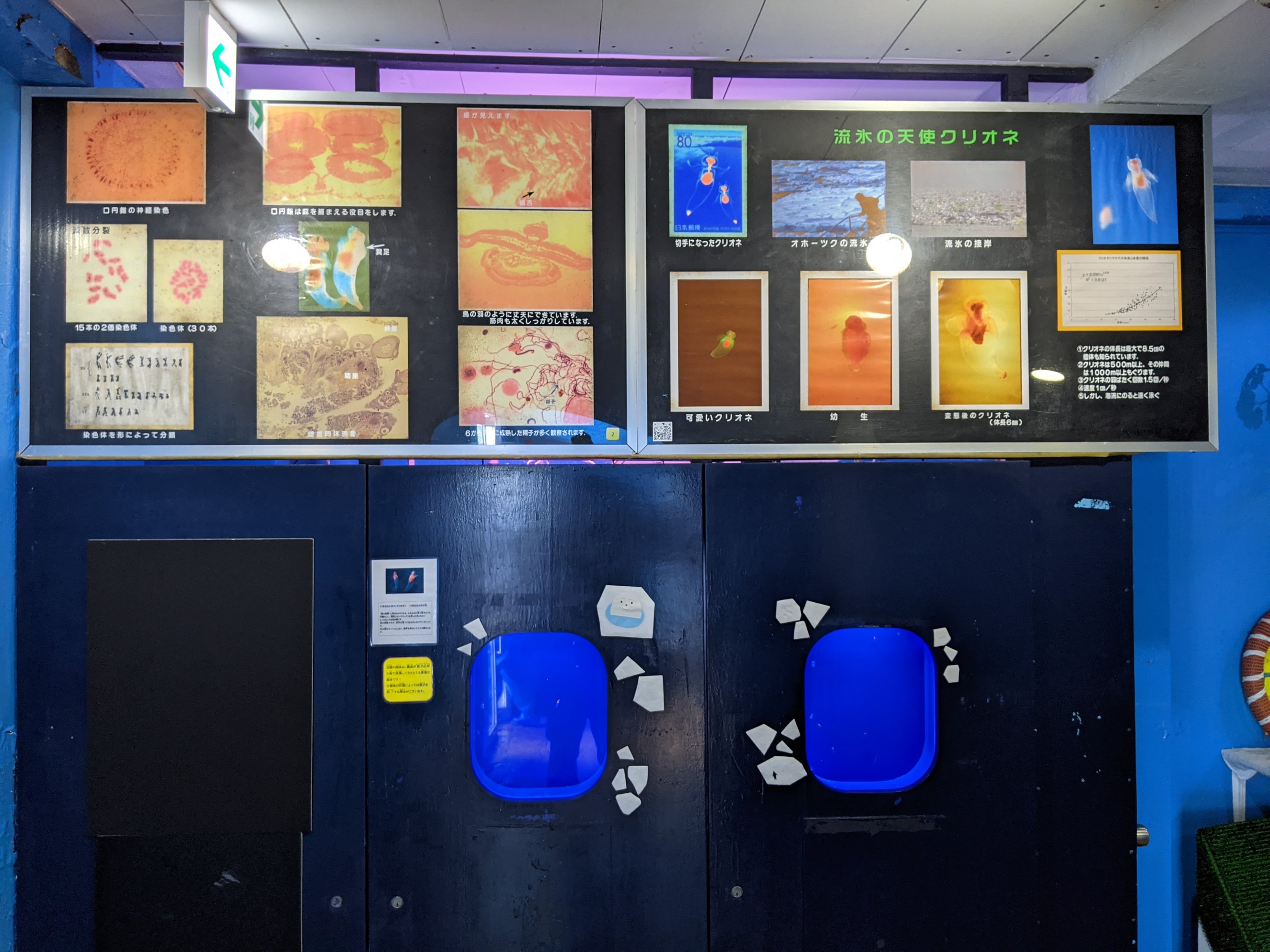 Sea Angel tanks, Wakkanai Aquarium