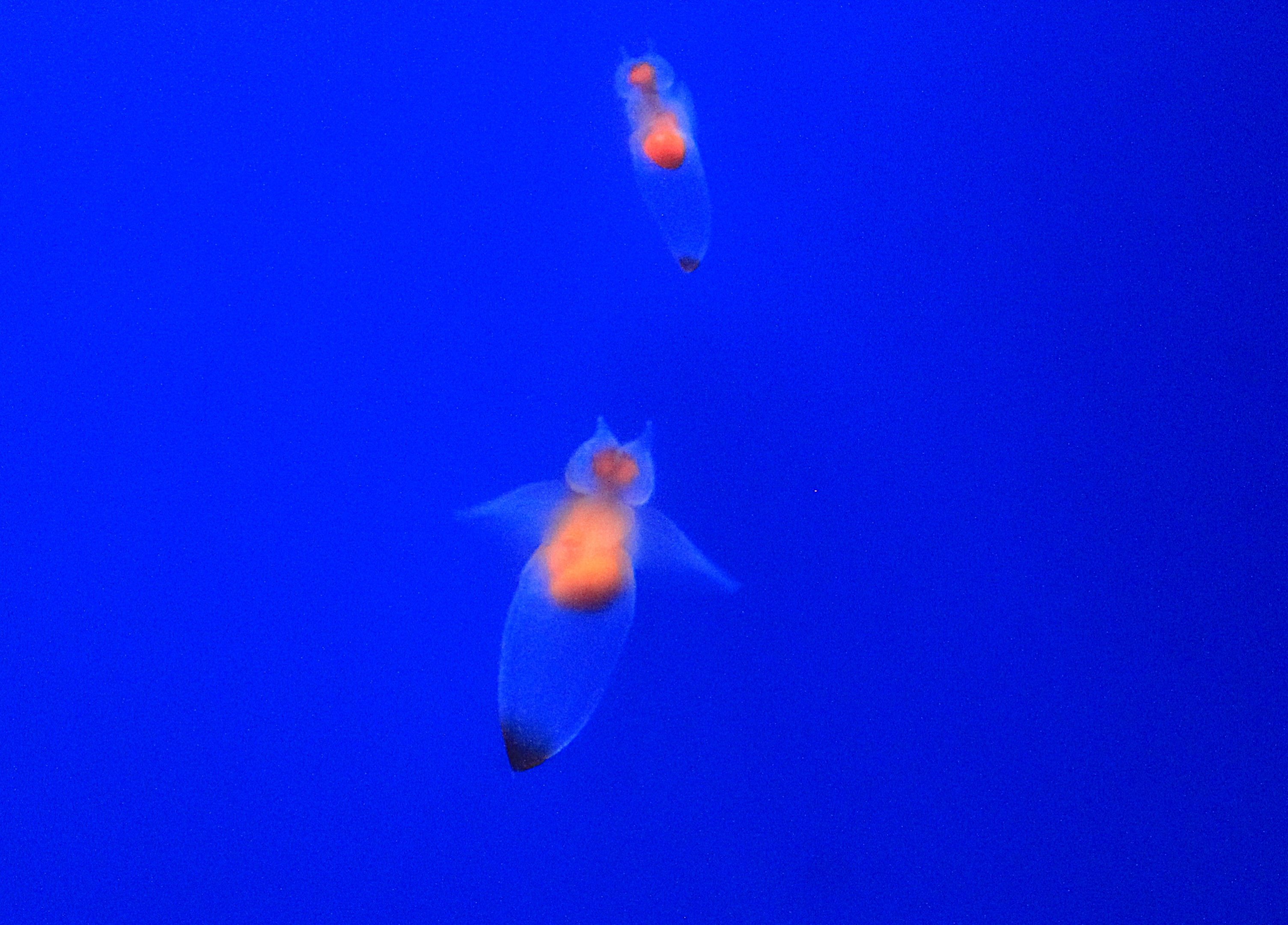 Sea Angels (Clione elegantissima), Wakkanai Aquarium