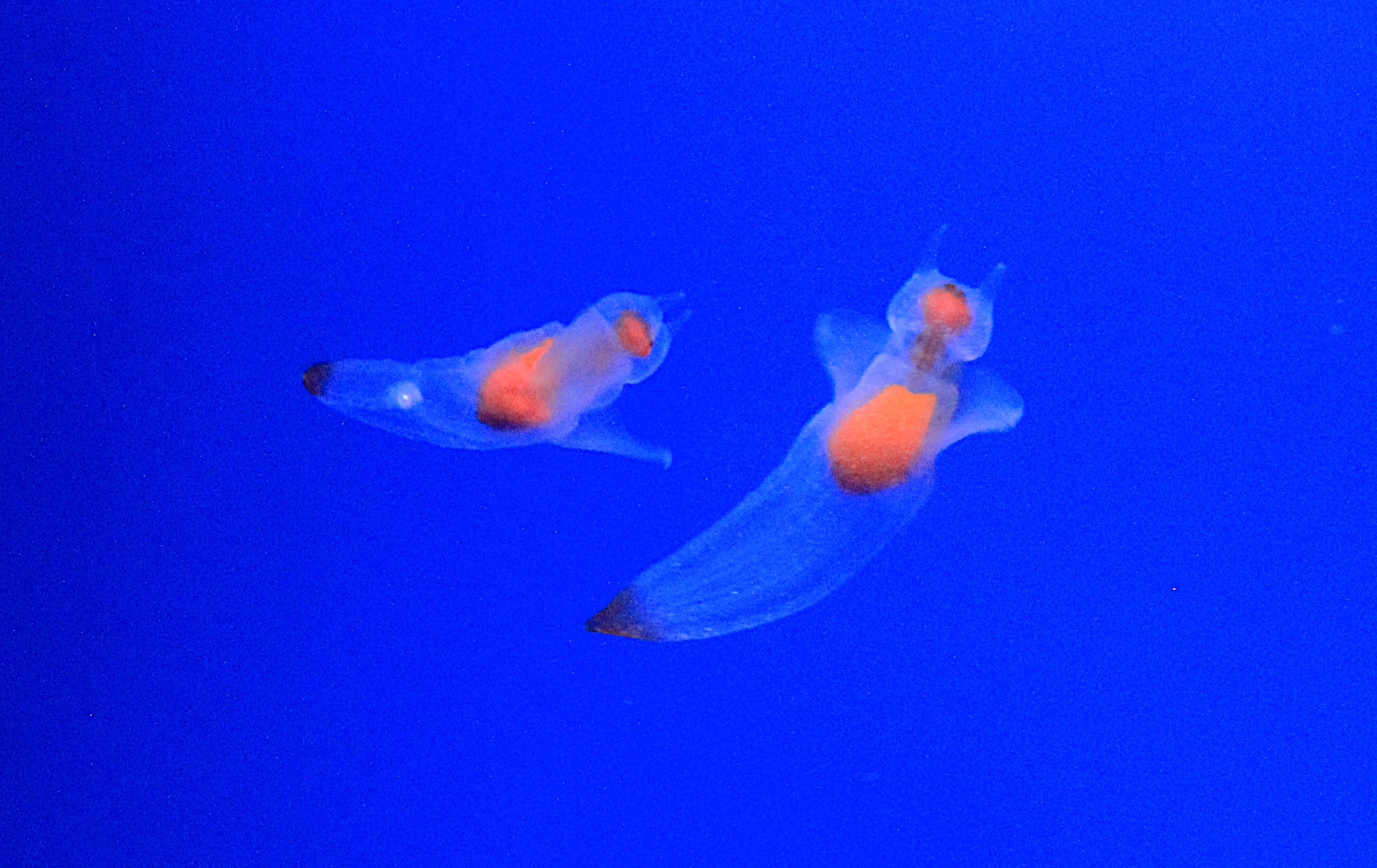 Sea Angels (Clione elegantissima), Wakkanai Aquarium