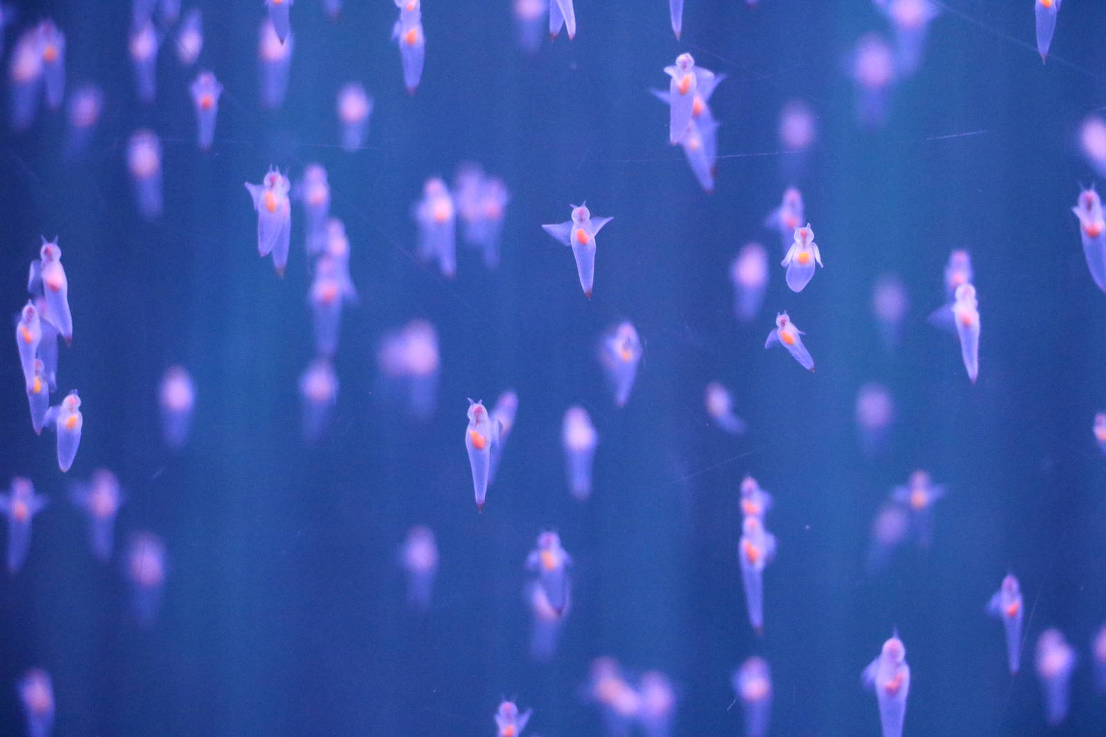 Sea angels, February 2016