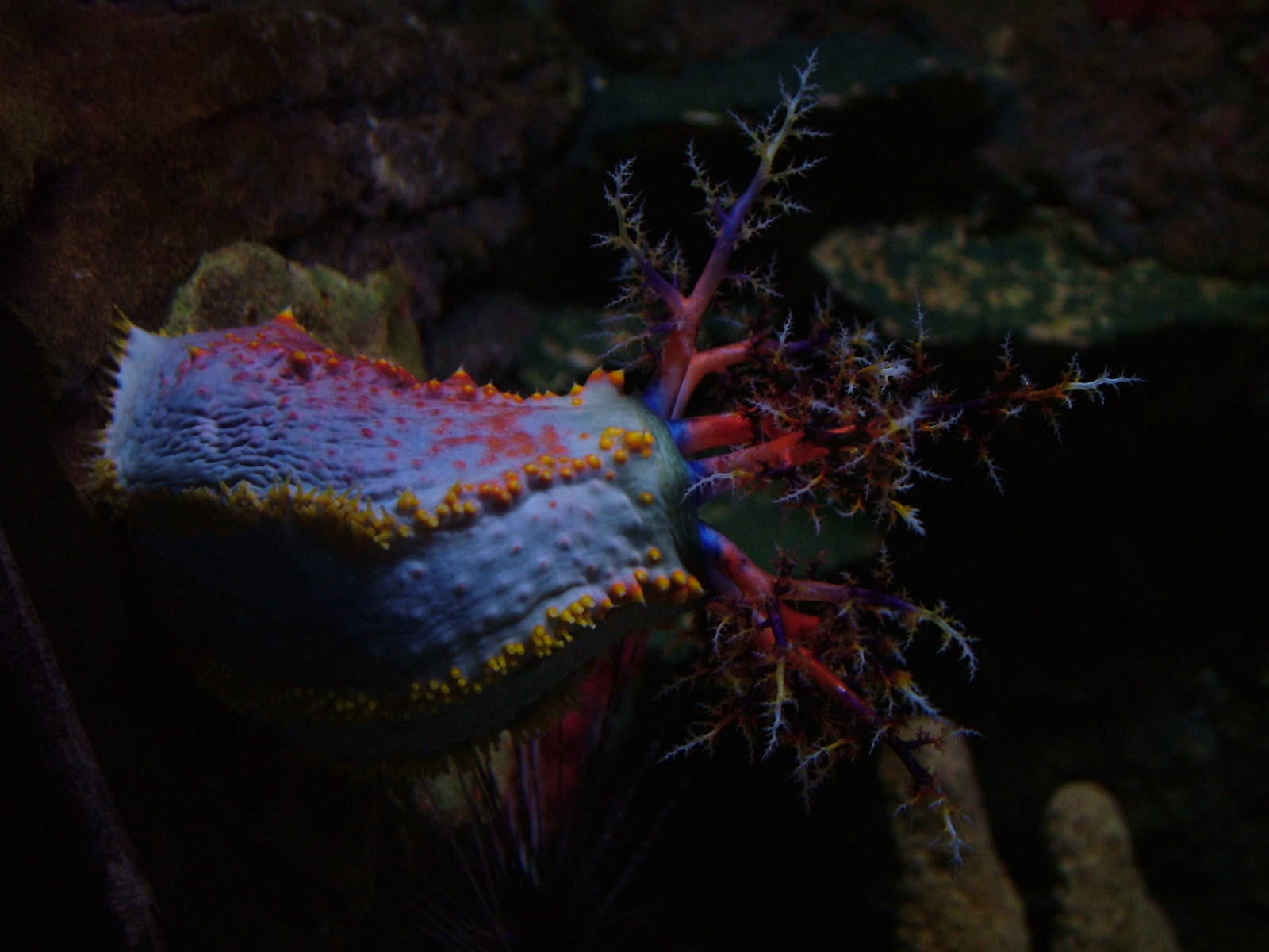 Sea Apple at SeaLife Birmingham 28/02/10