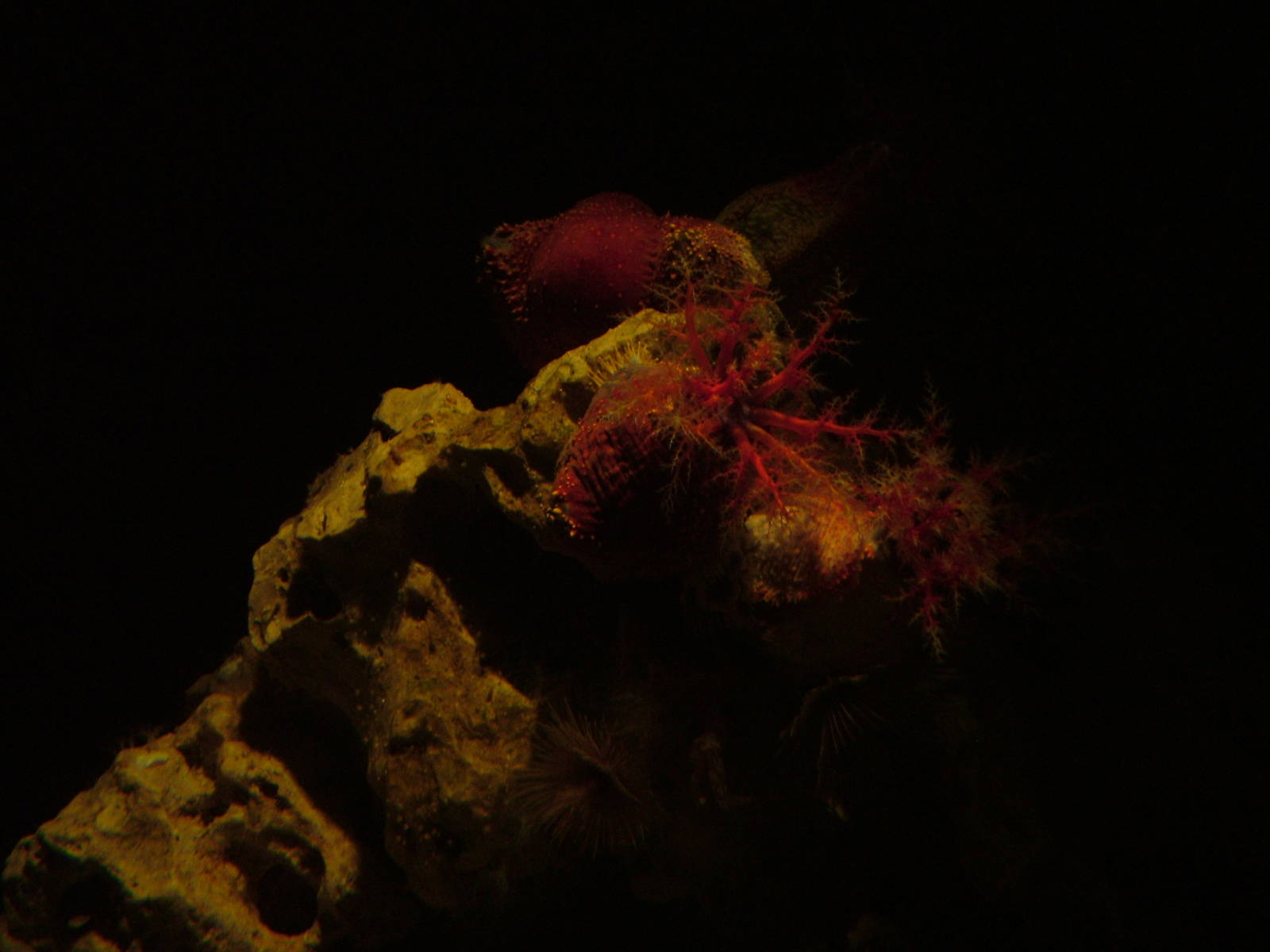 Sea Apple at The Deep, 08/12/07