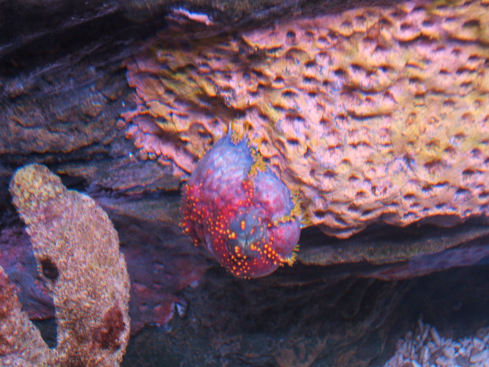 Sea Apple (Pseudocolchirus axilogus)