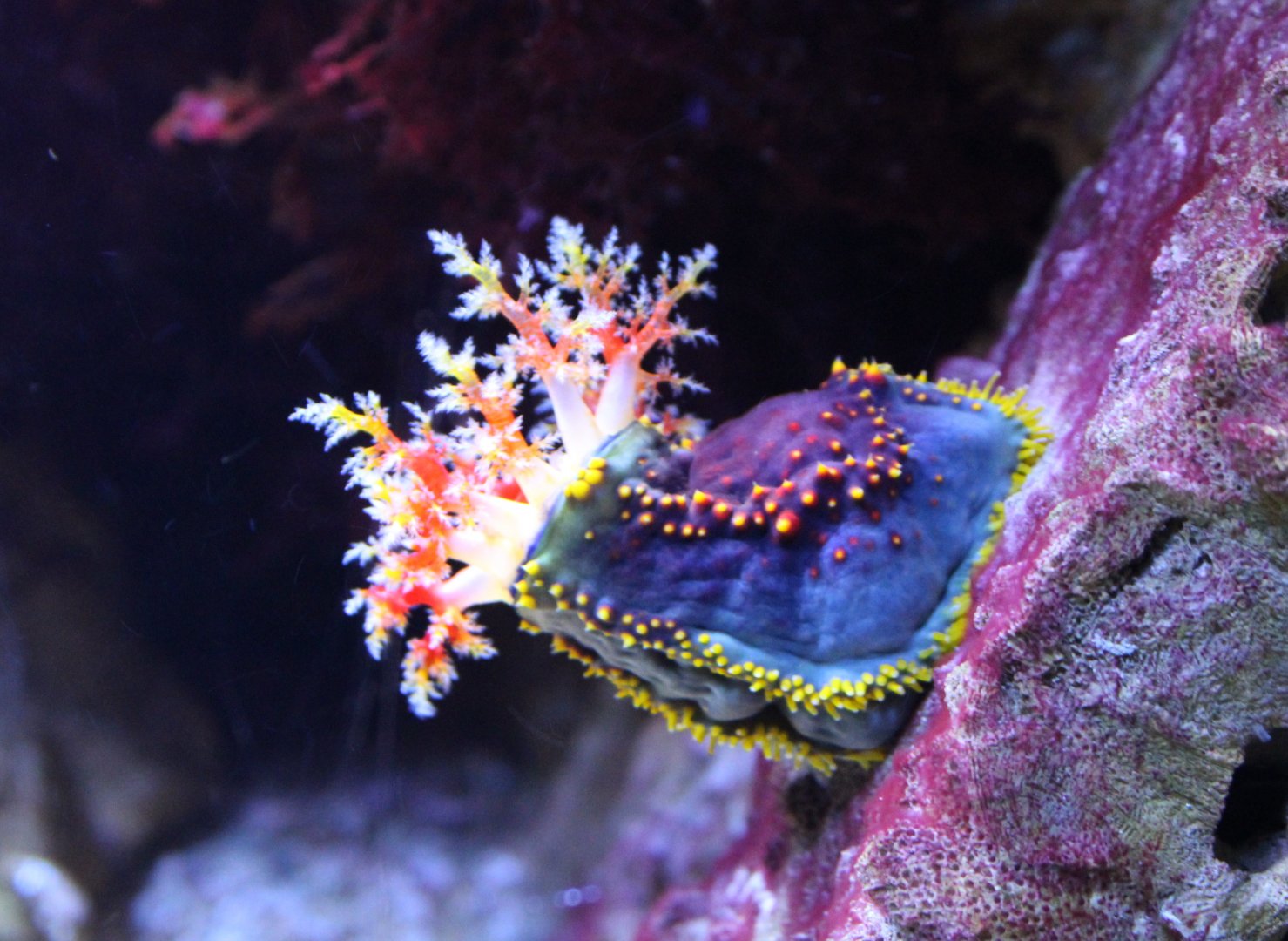 Sea-apple Pseudocolochirus violaceus