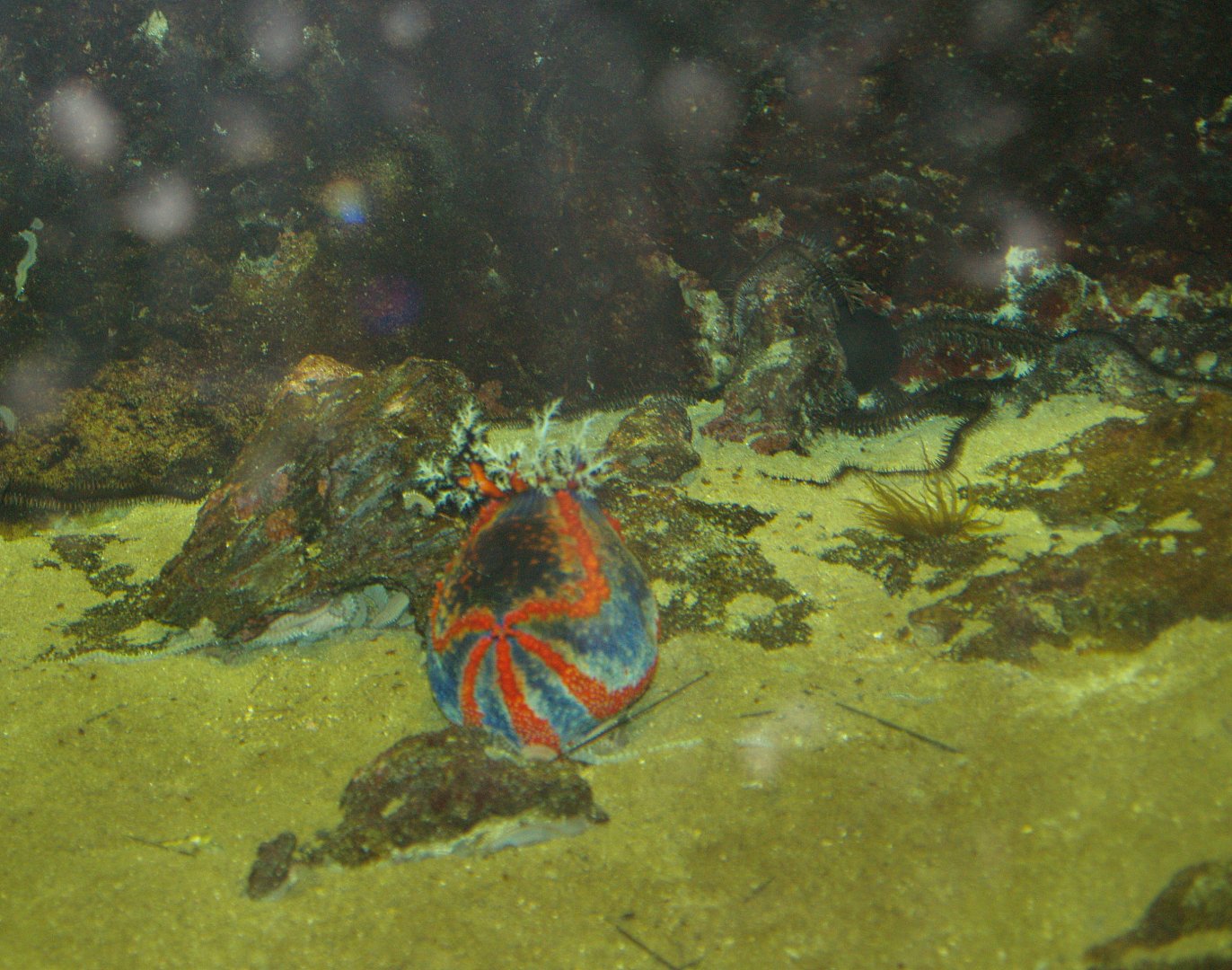 Sea apple sea urchin and Brittle star (Exact species unknown), 2006-07-08