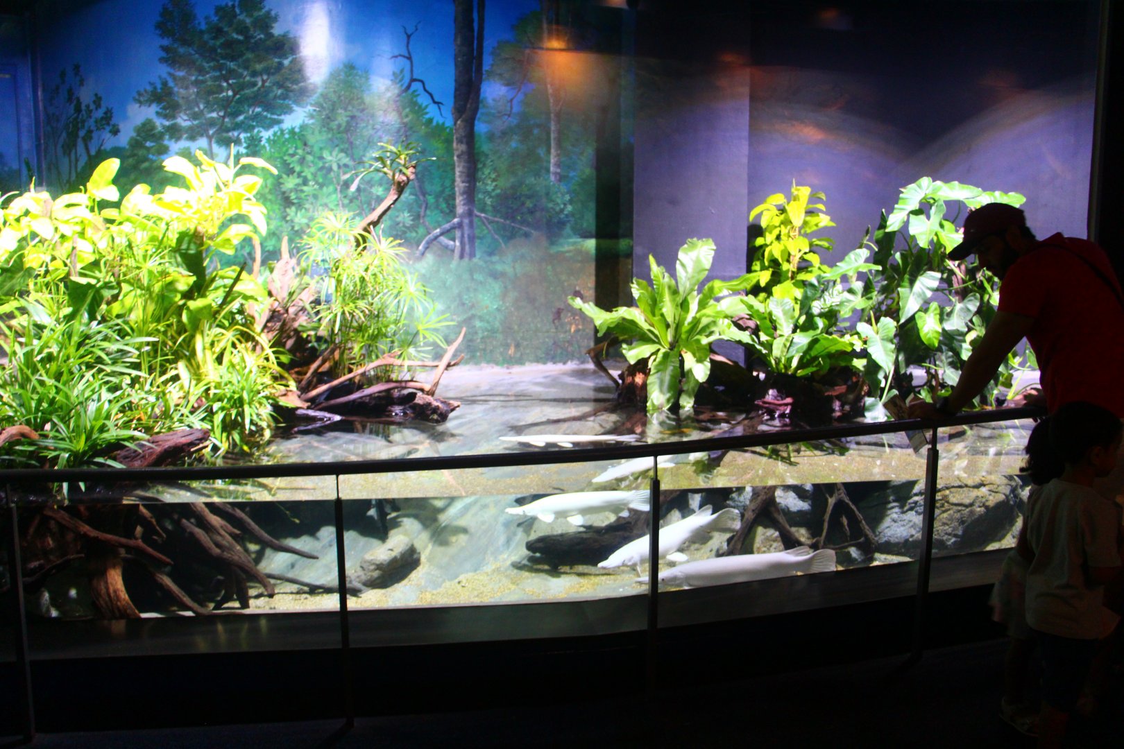 SEA Aquarium - Alligator Gar exhibit