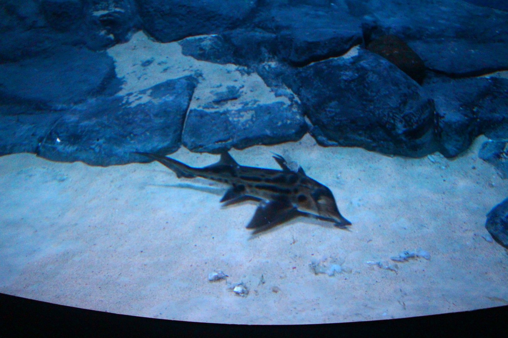 SEA Aquarium - Australian Ghostshark
