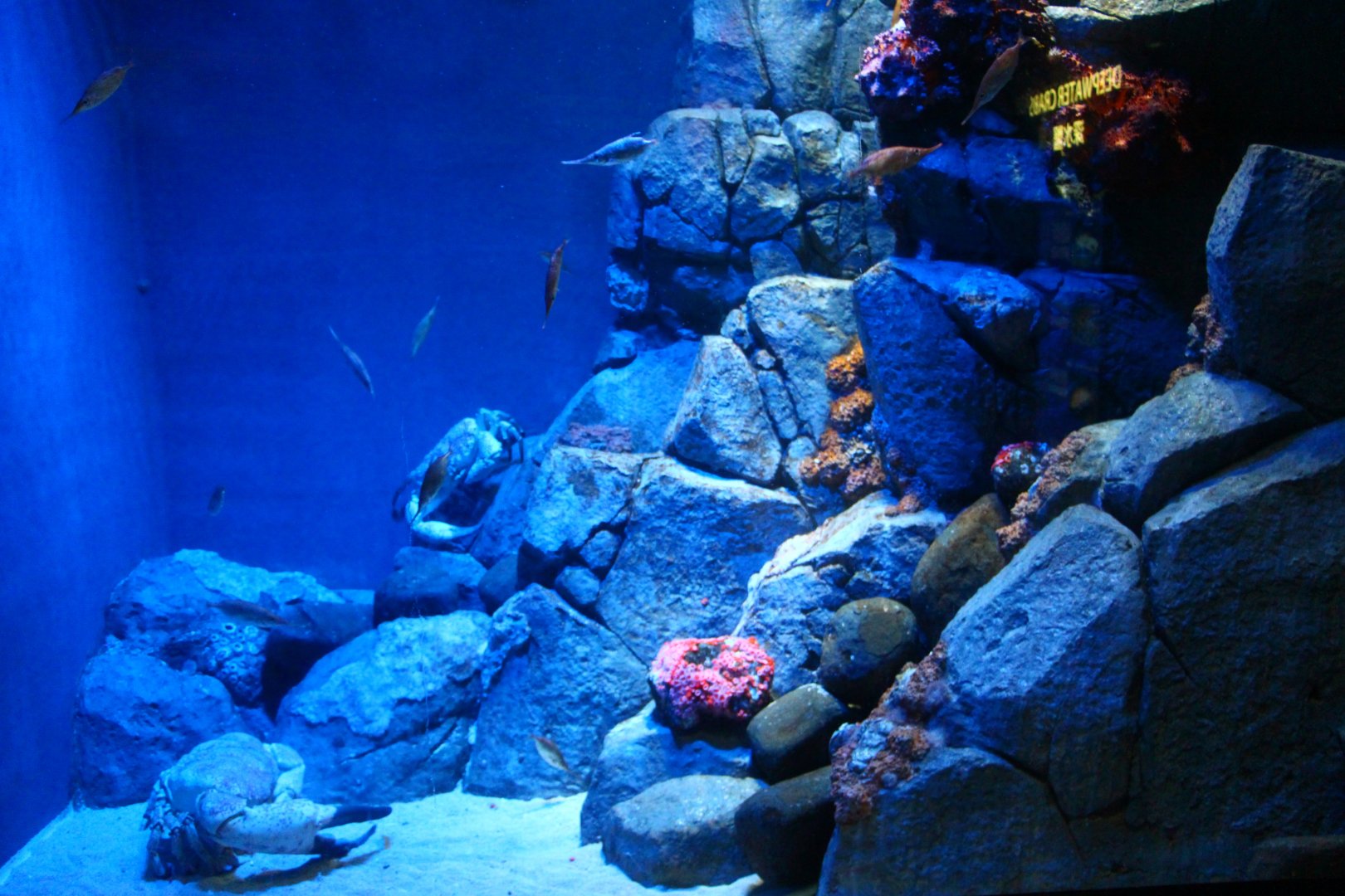 SEA Aquarium - Deep Water Crabs