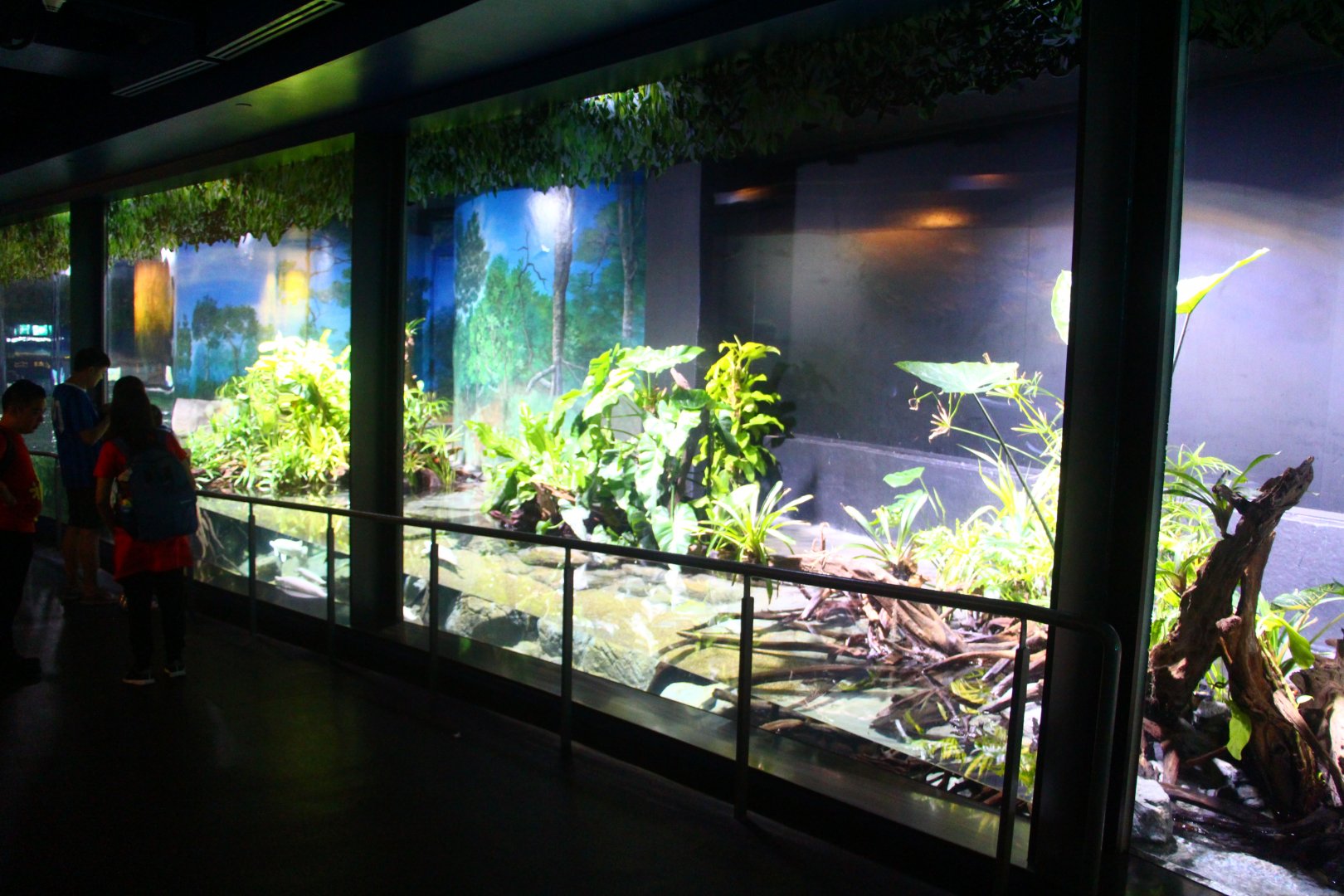 SEA Aquarium - Gar and Paddlefish exhibits