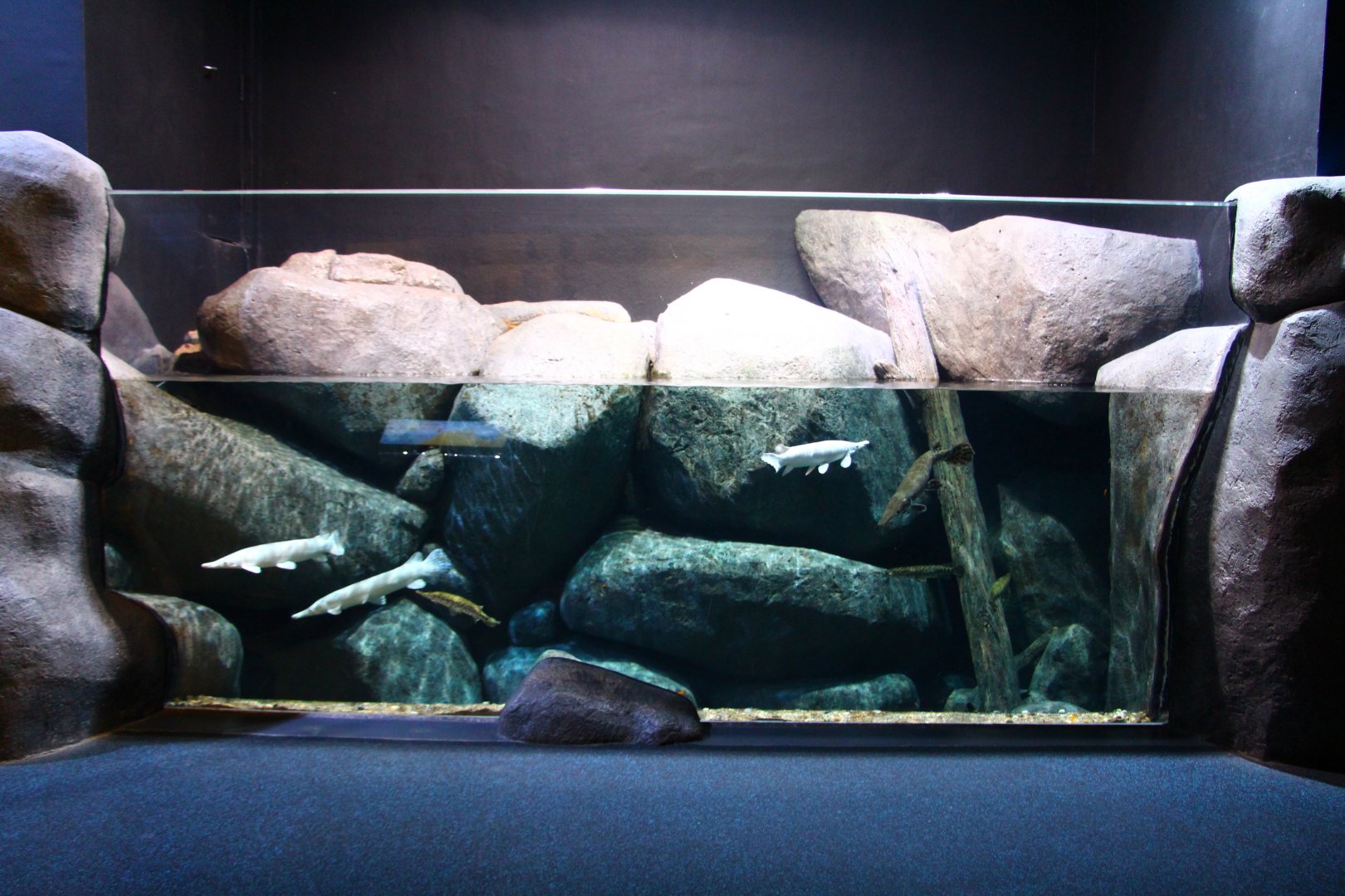 SEA Aquarium - Gar exhibit