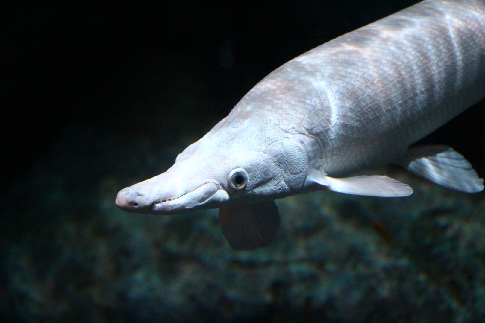 SEA Aquarium - Gar exhibit