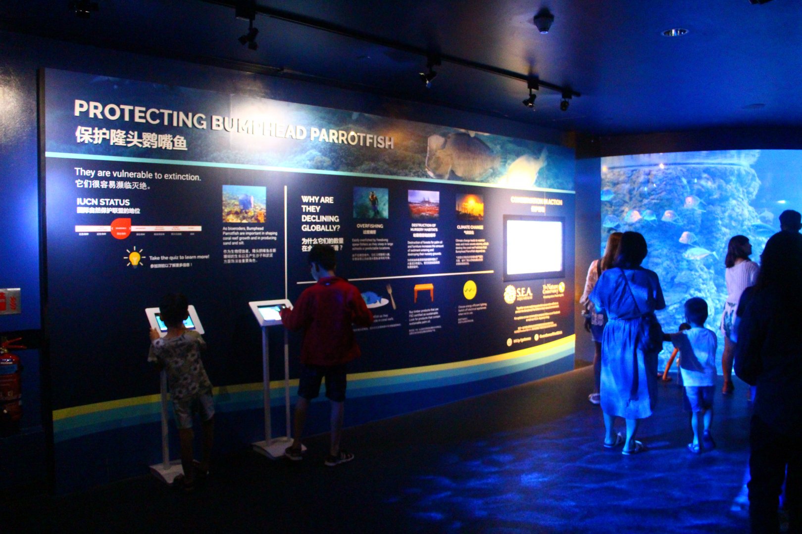 SEA Aquarium - Humphead Parrotfish conservation