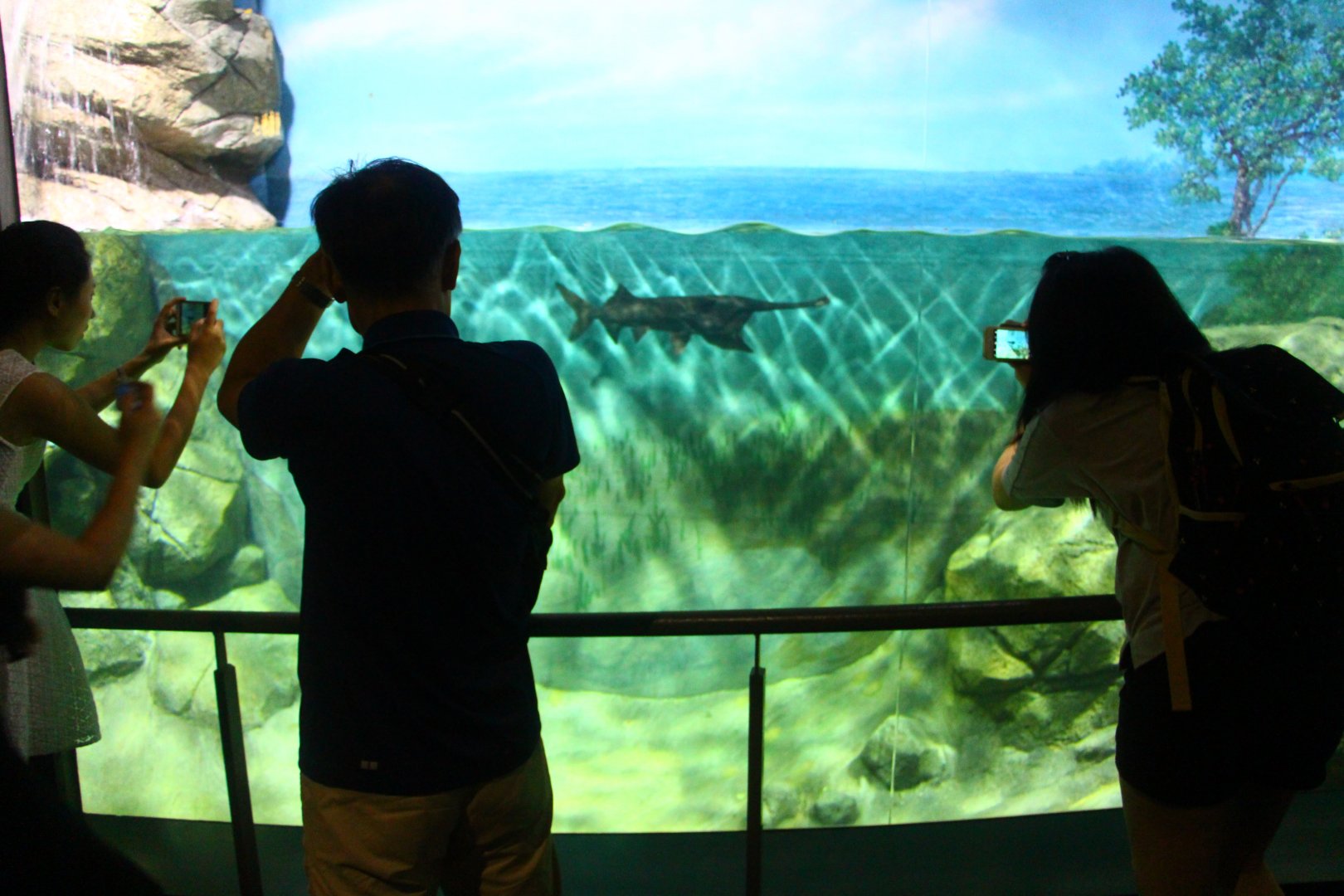 SEA Aquarium - Mississippi Paddlefish exhibit