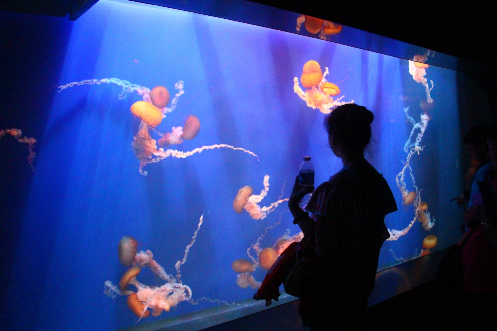 SEA Aquarium - Pacific Sea Nettle