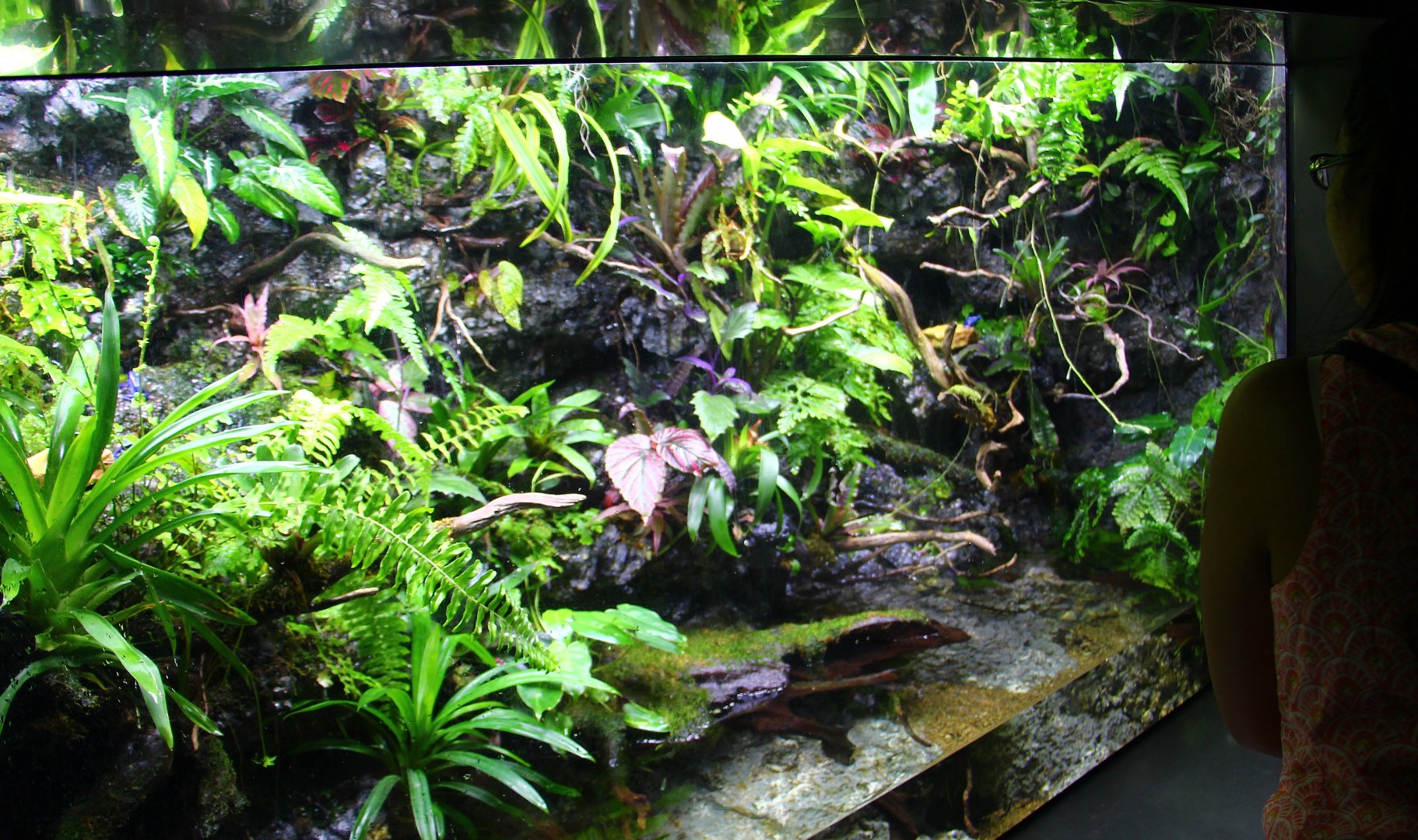 SEA Aquarium - Poison Arrow Frog exhibit