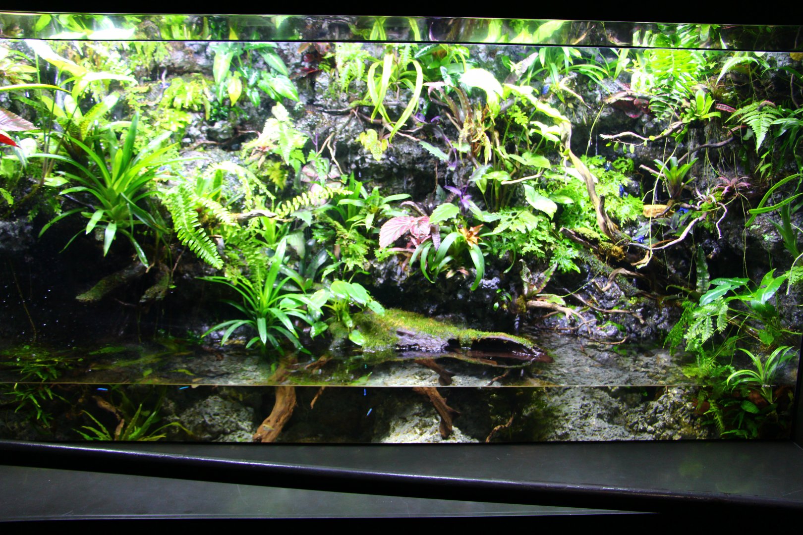 SEA Aquarium - Poison Arrow Frog exhibit
